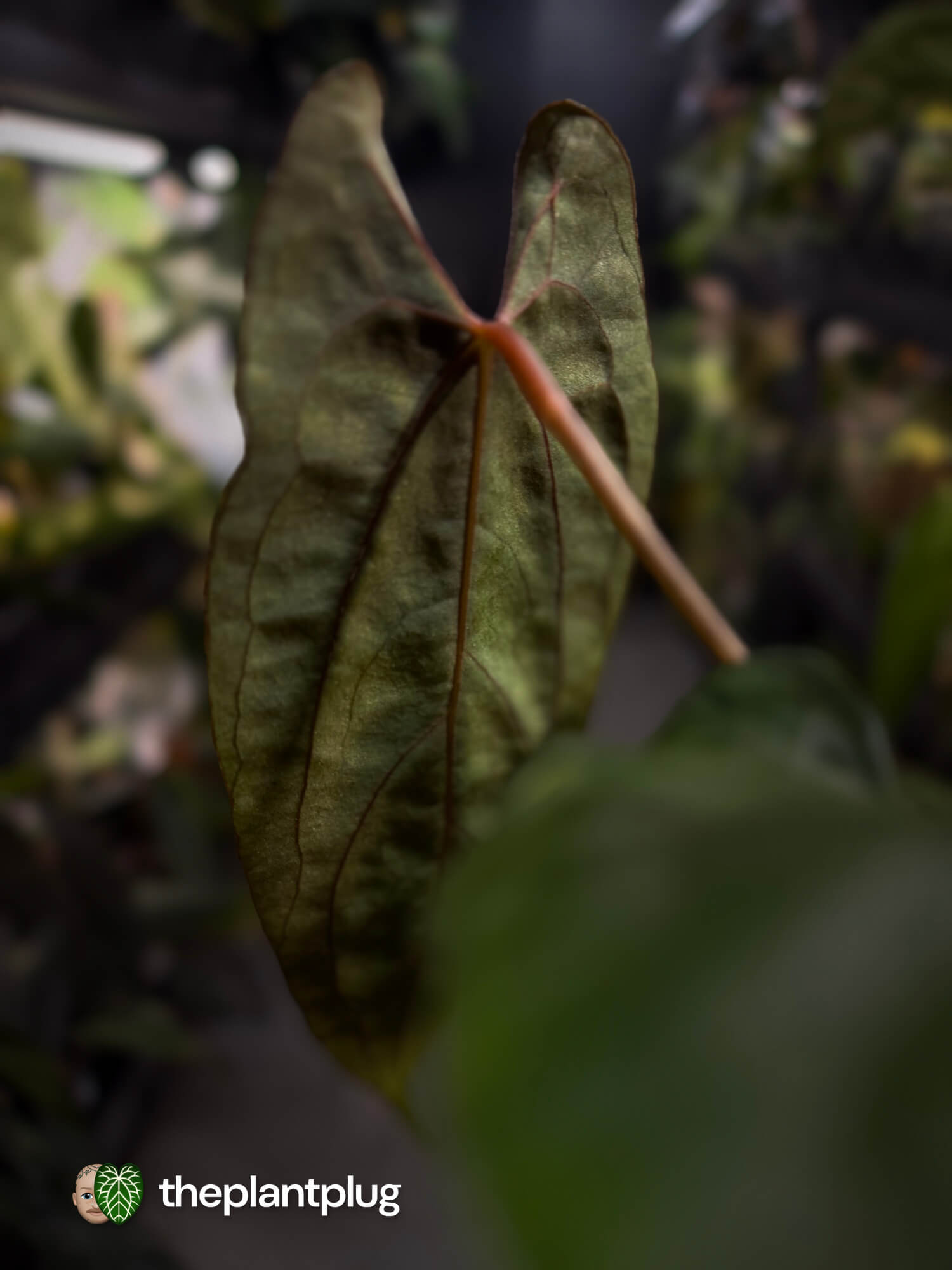 Anthurium papillilaminum 'RLFS' x pap 'RL' s1