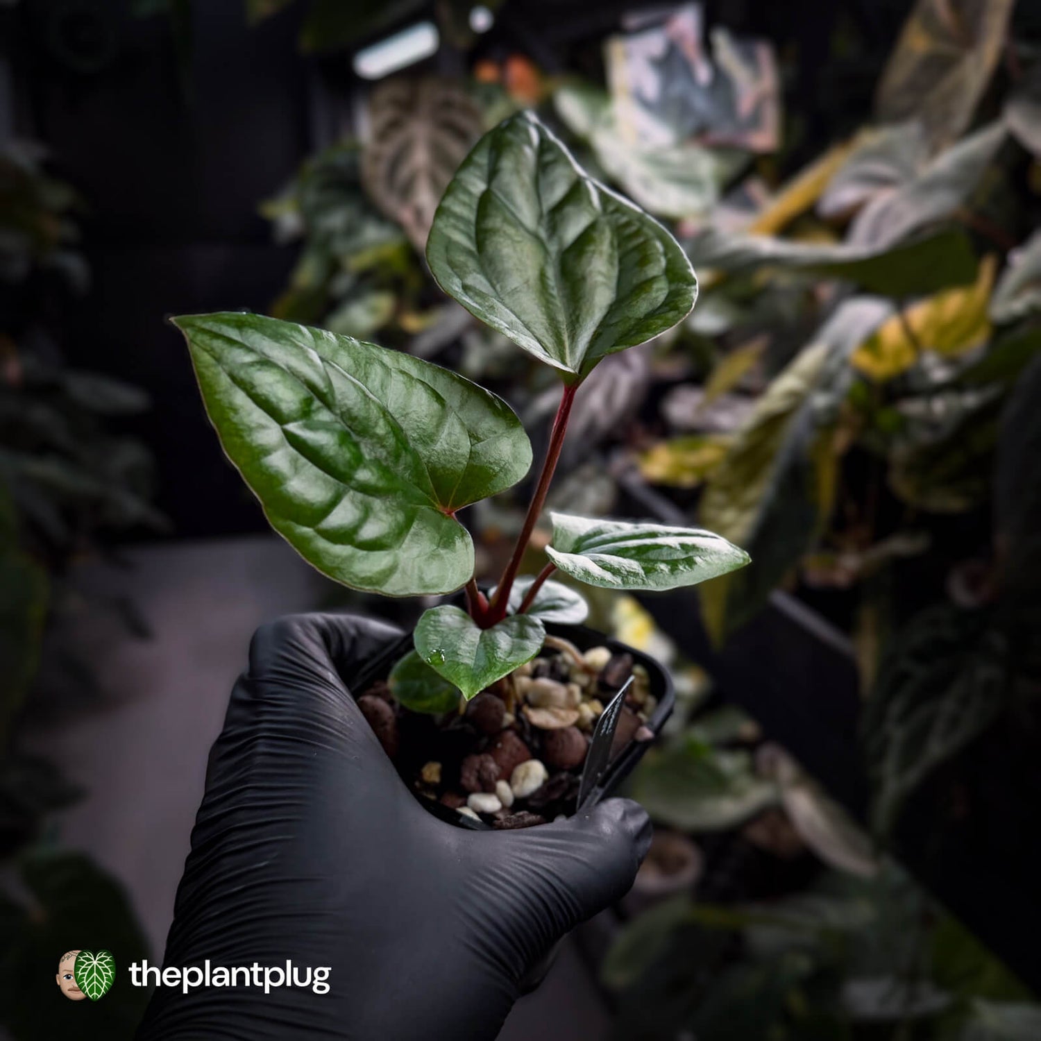 Anthurium Deadpool x luxurians • first release 🤩