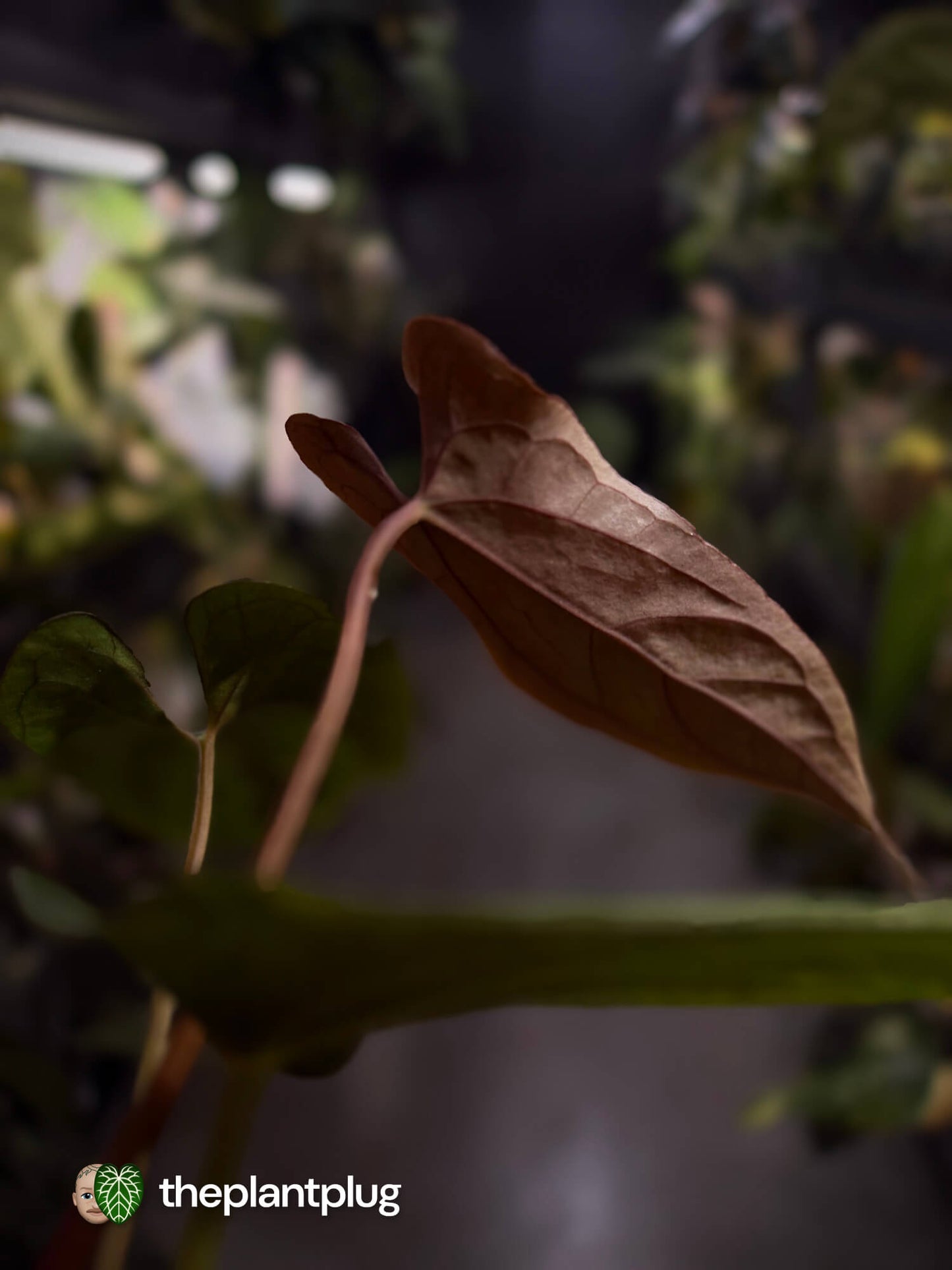 Anthurium papillilaminum 'RLFS' x pap 'RL' s1