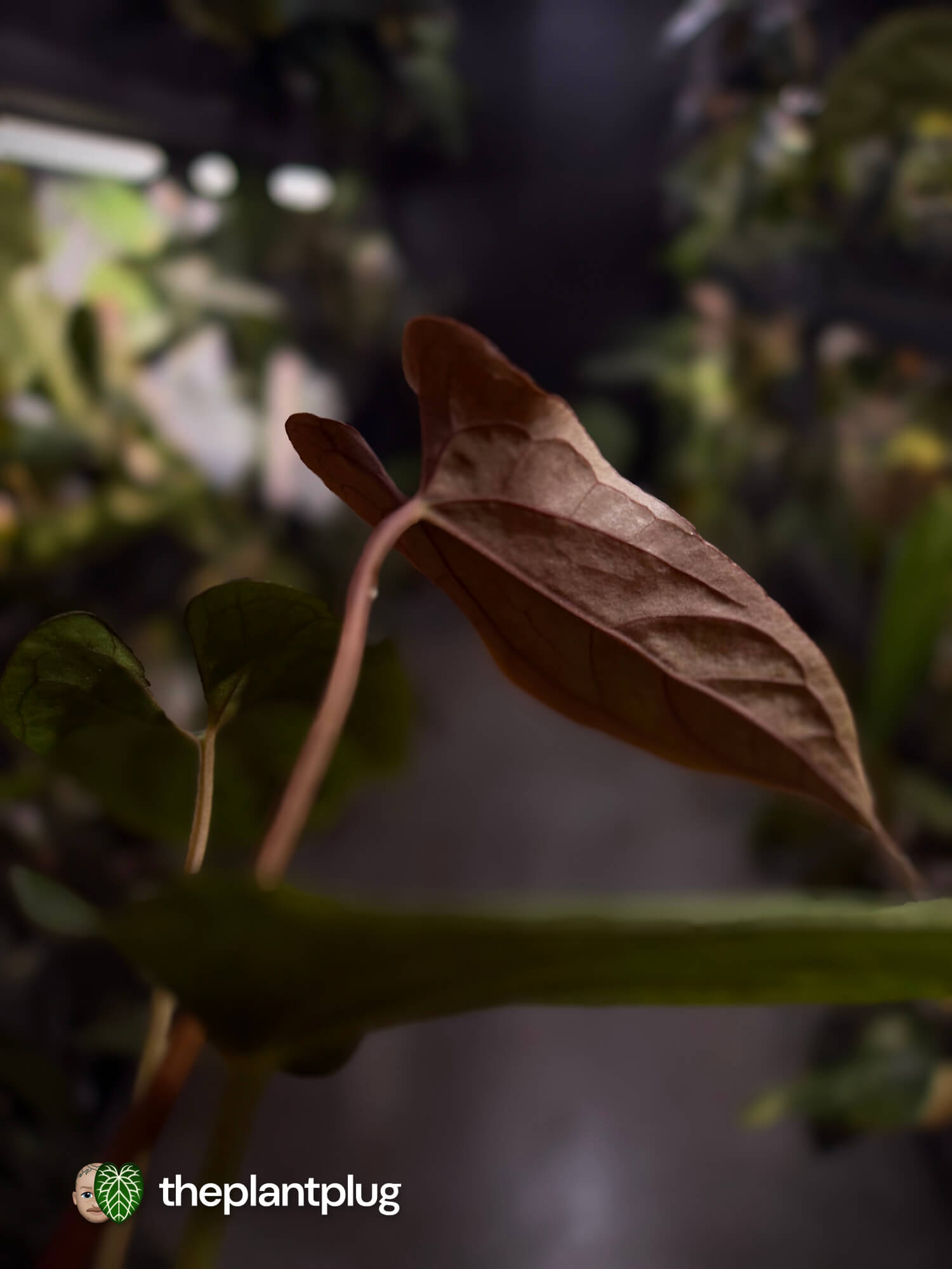 Anthurium papillilaminum 'RLFS' x pap 'RL' s1