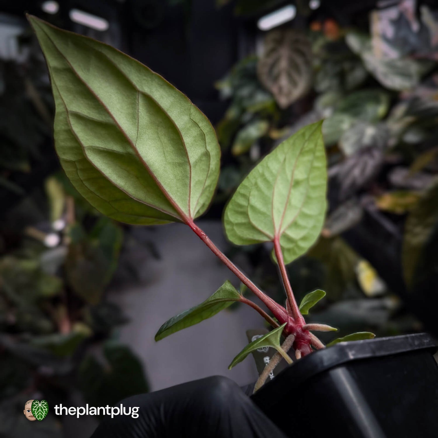 Anthurium Deadpool x luxurians • first release 🤩