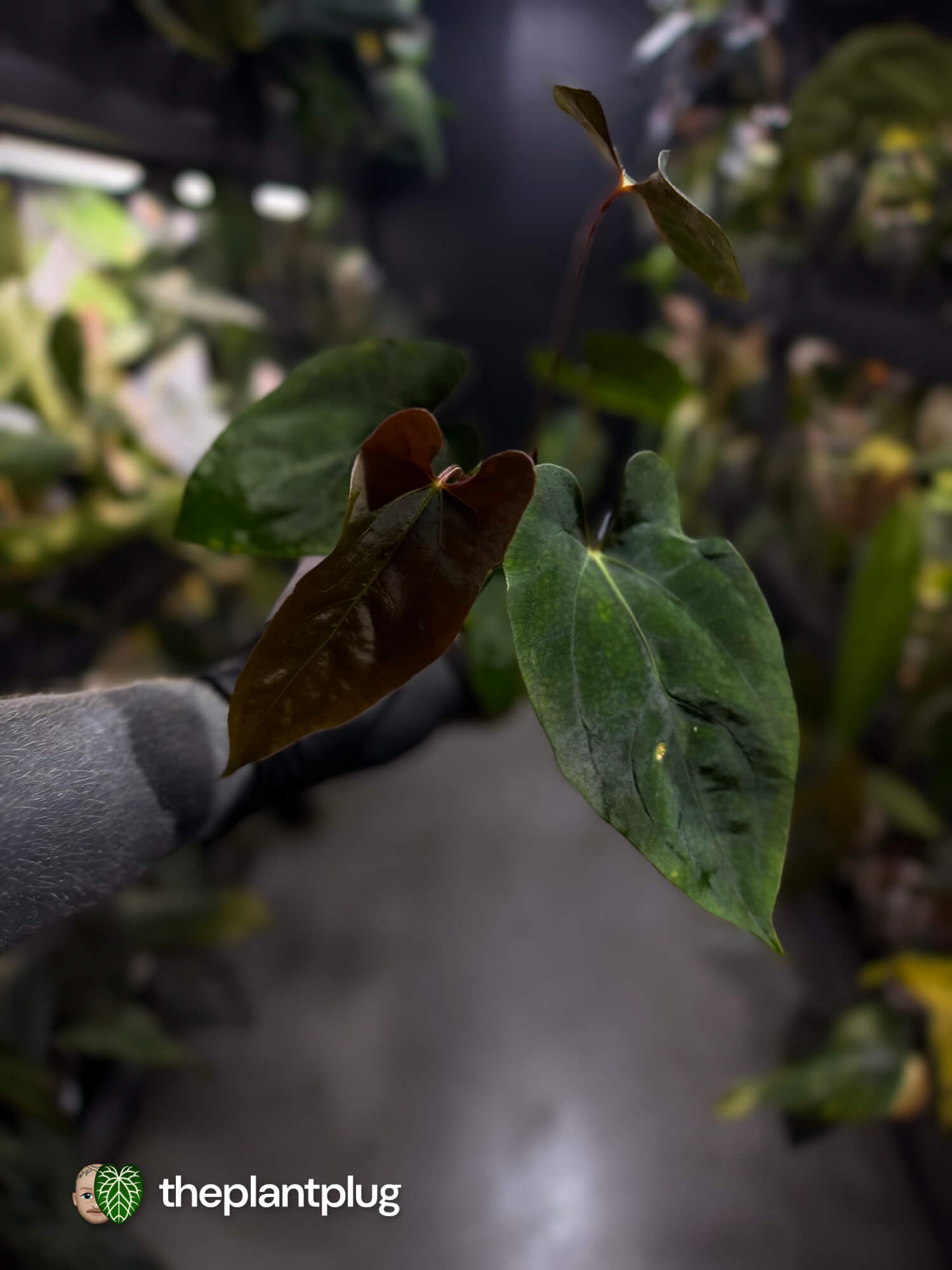 Anthurium papillilaminum 'RLFS' x pap 'RL' s1 – The Plant Plug