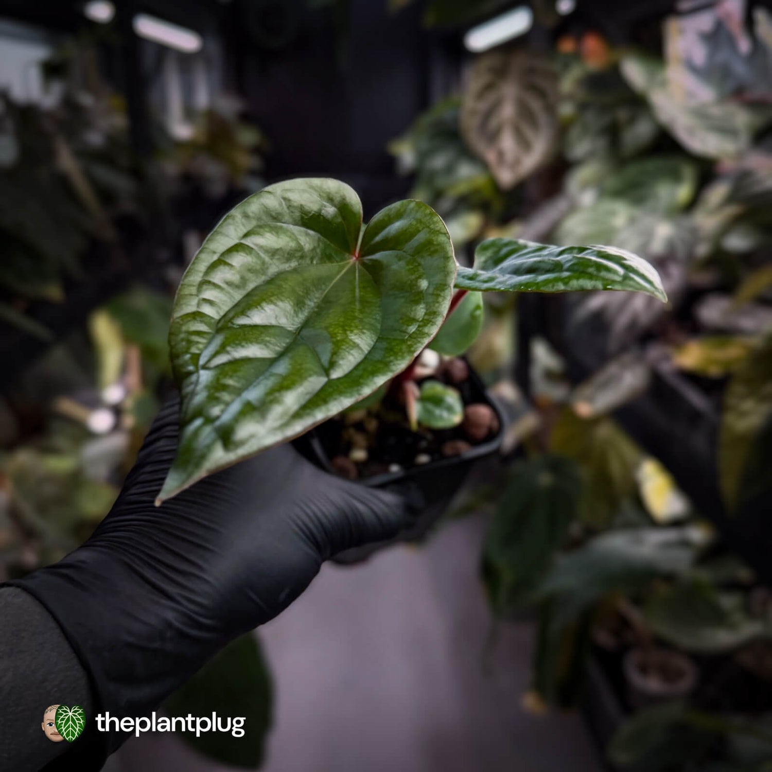 Anthurium Deadpool x luxurians • first release 🤩