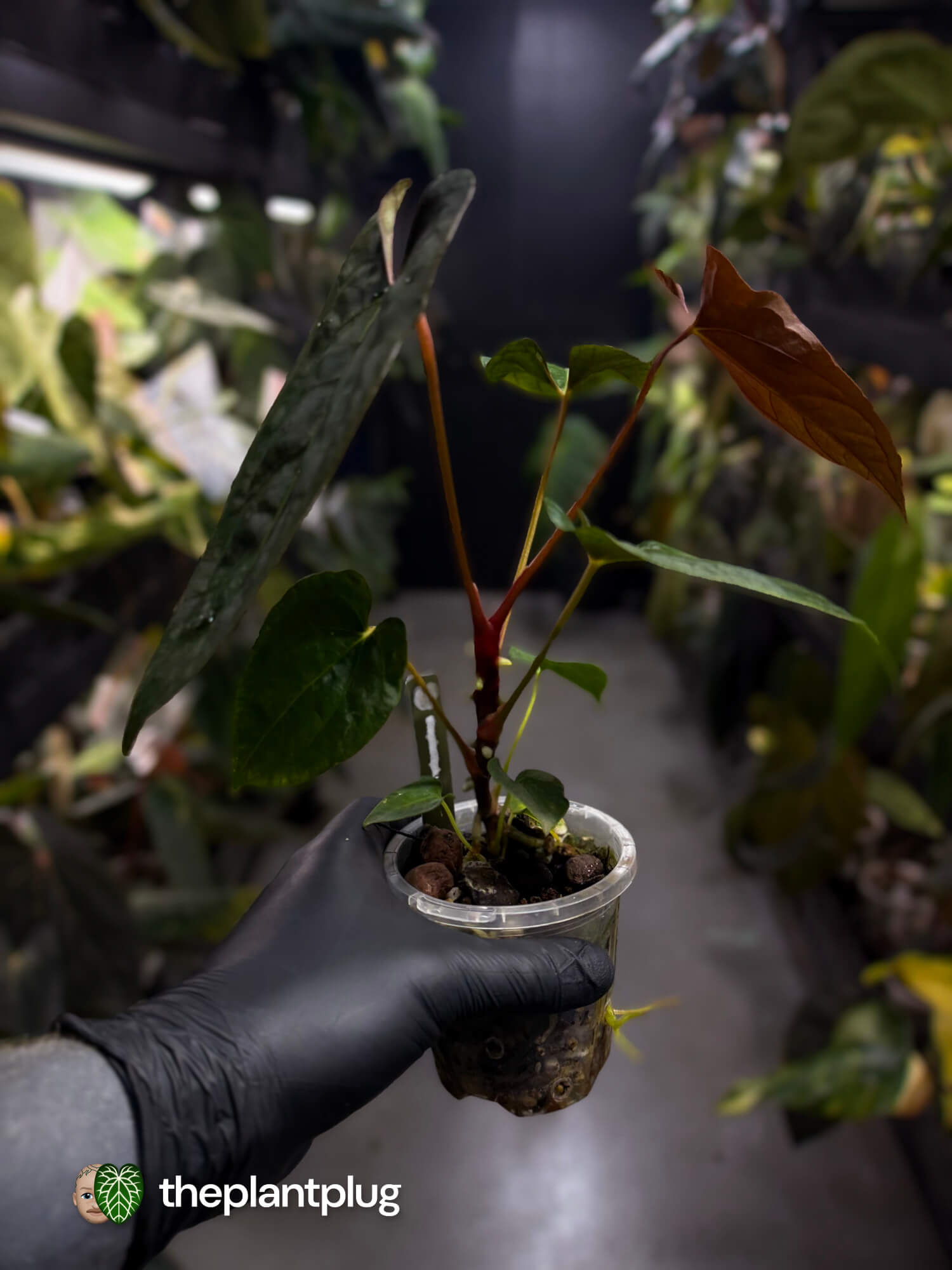 Anthurium papillilaminum 'RLFS' x pap 'RL' s1 – The Plant Plug