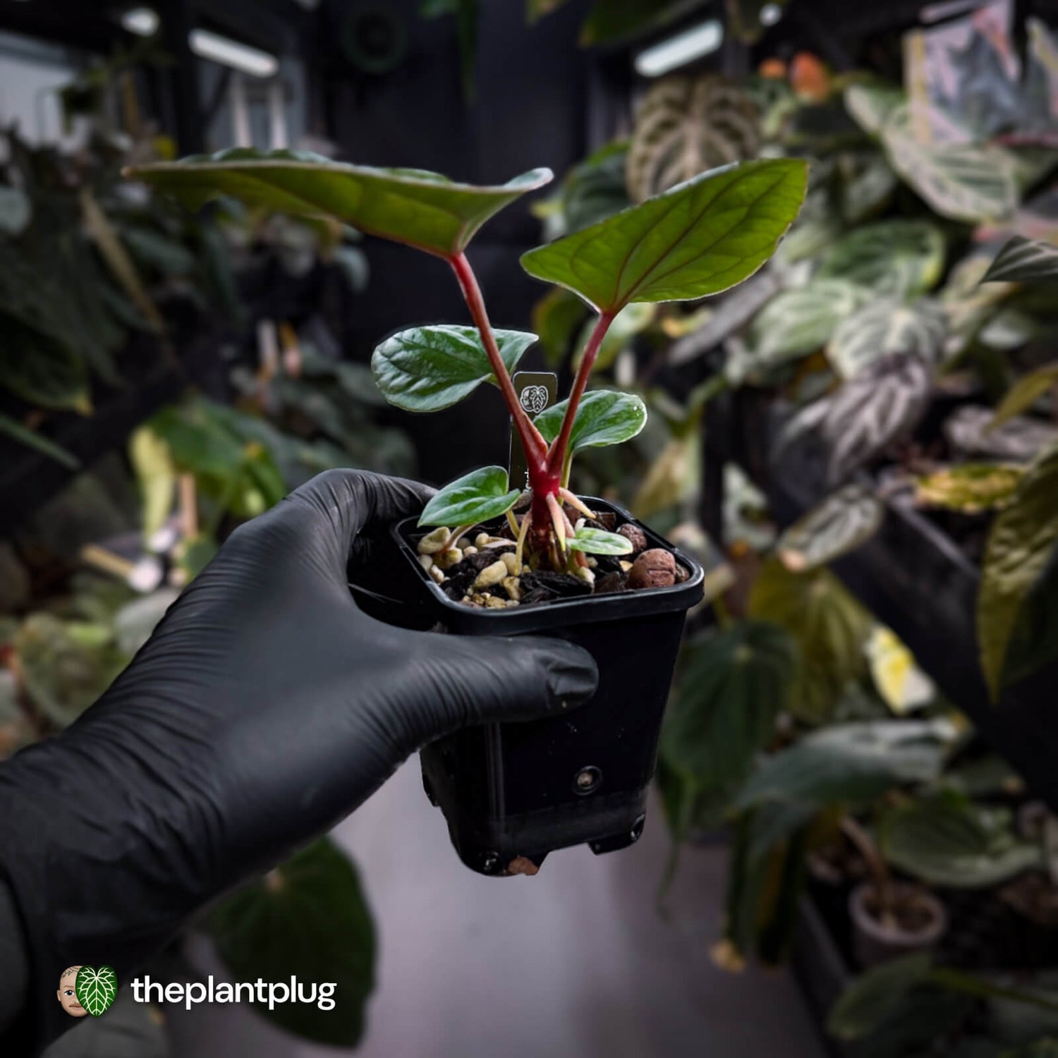 Anthurium Deadpool x luxurians • first release 🤩