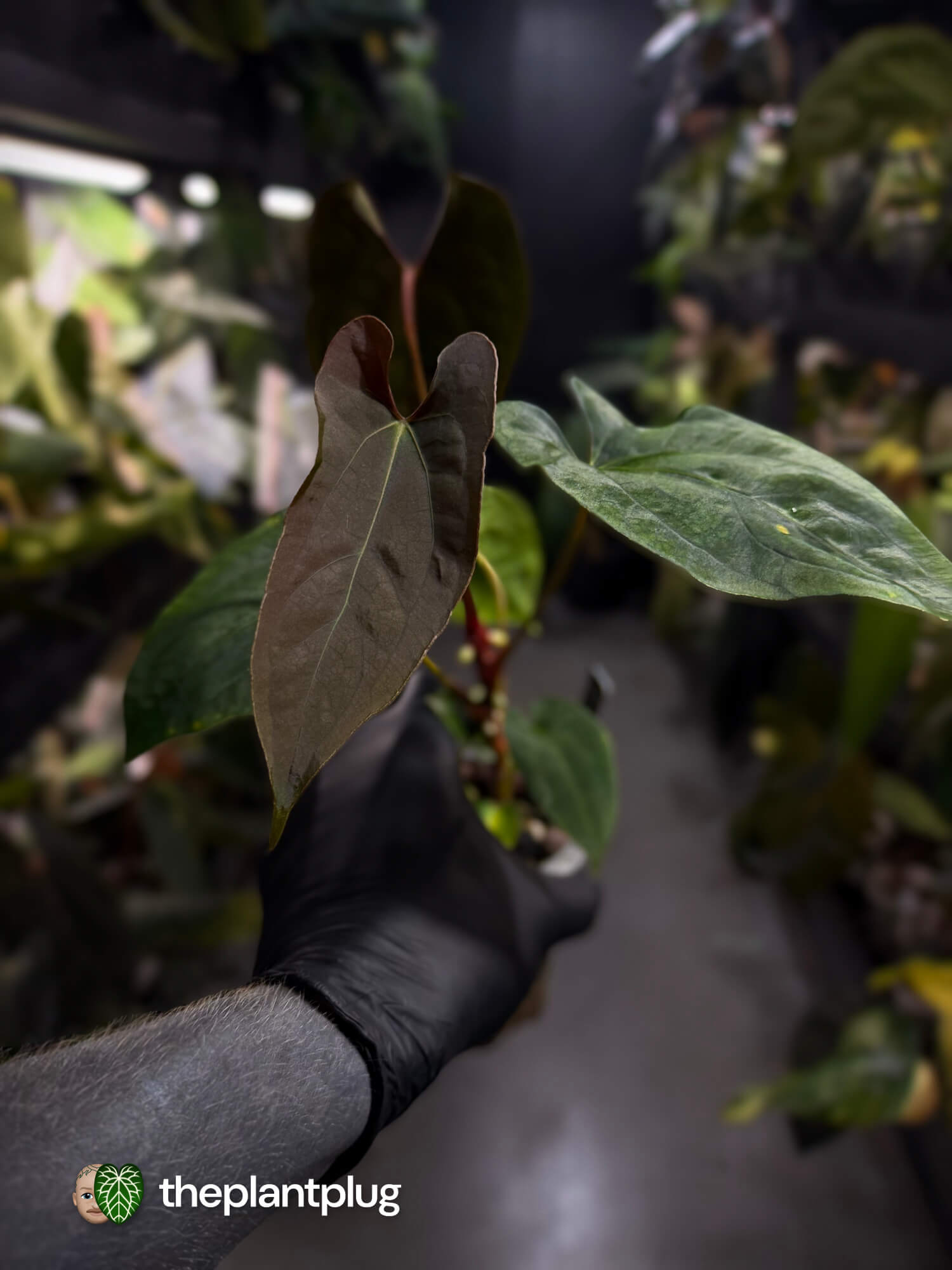 Anthurium papillilaminum 'RLFS' x pap 'RL' s1 – The Plant Plug