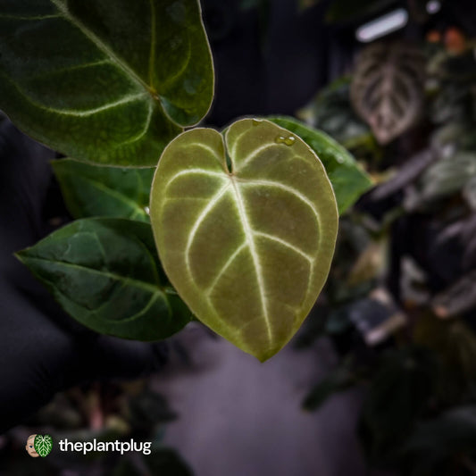 Anthurium 'Dorayaki Silver' x besseae aff 'Red' 🌠