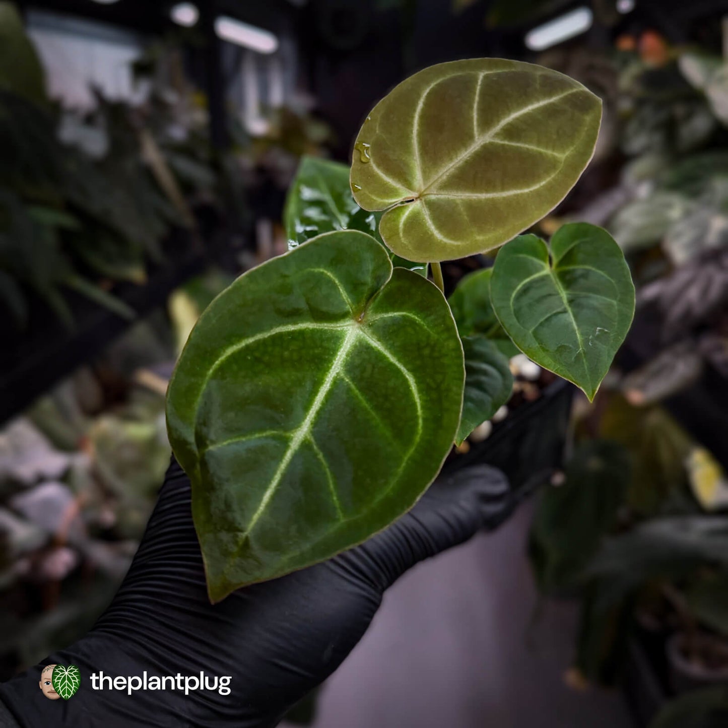 Anthurium 'Dorayaki Silver' x besseae aff 'Red' 🌠