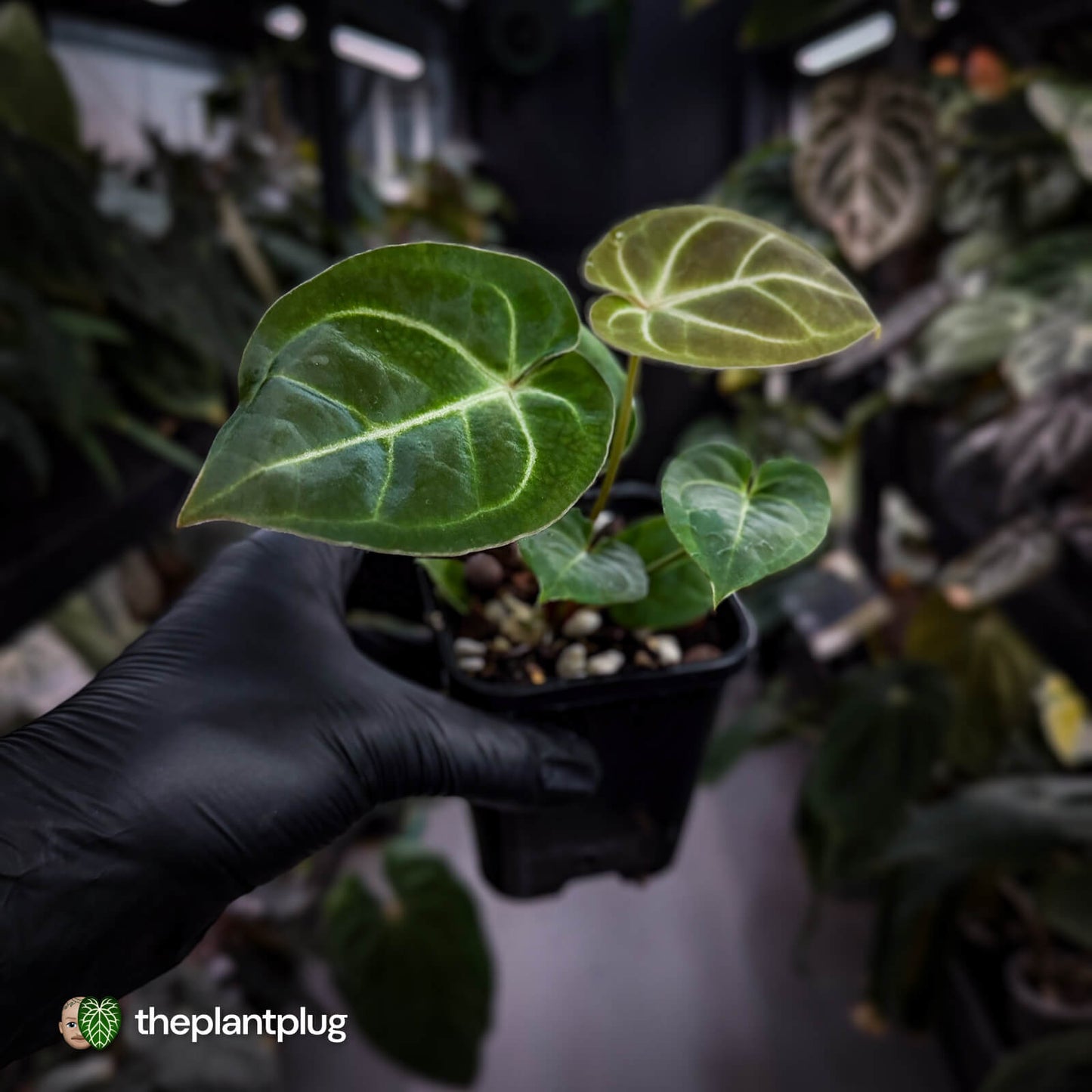 Anthurium 'Dorayaki Silver' x besseae aff 'Red' 🌠