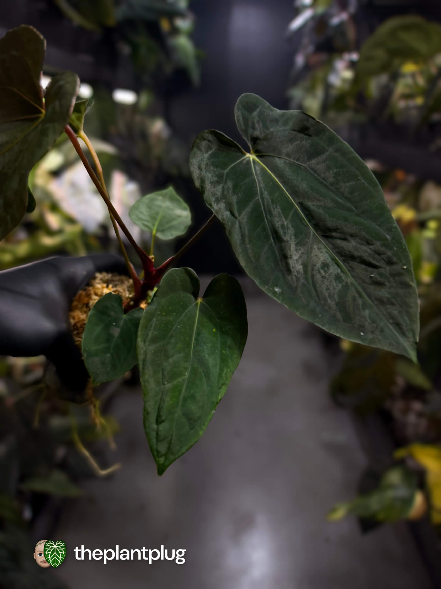 Anthurium papillilaminum 'RLFS' x pap 'RL' s1 – The Plant Plug