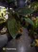 Anthurium papillilaminum 'RLFS' x pap 'RL' s1