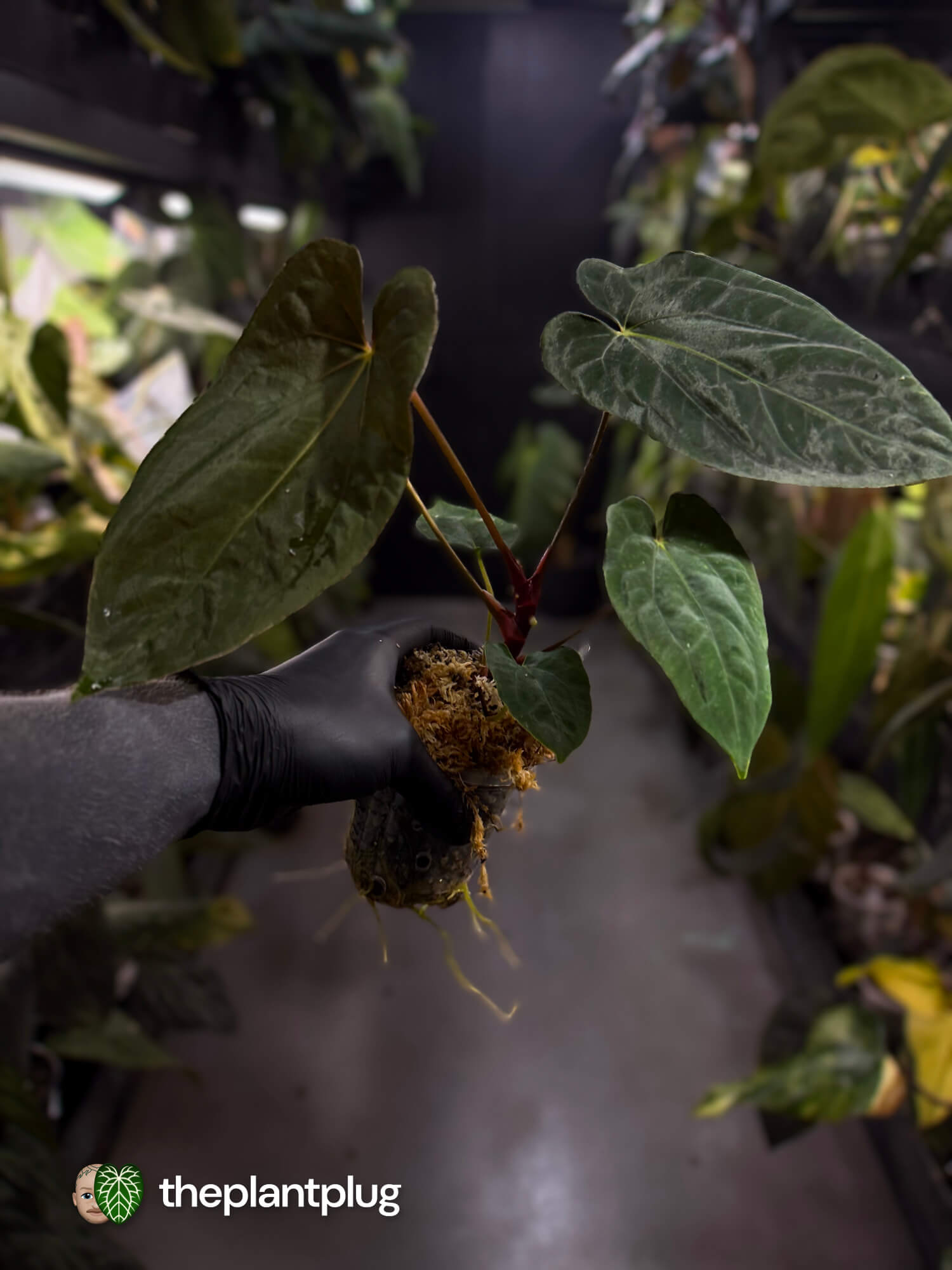 Anthurium papillilaminum 'RLFS' x pap 'RL' s1 – The Plant Plug