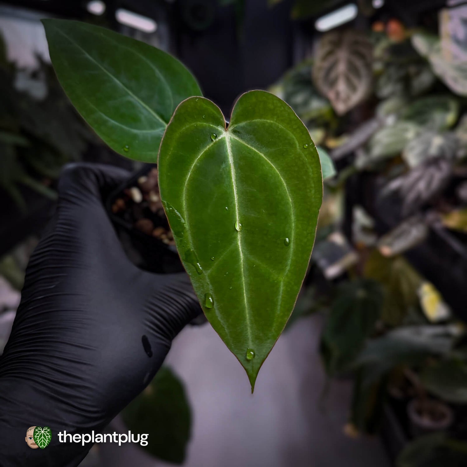 Anthurium 'BVIT' x ('Black Widow' x 'Michelle') 🔥