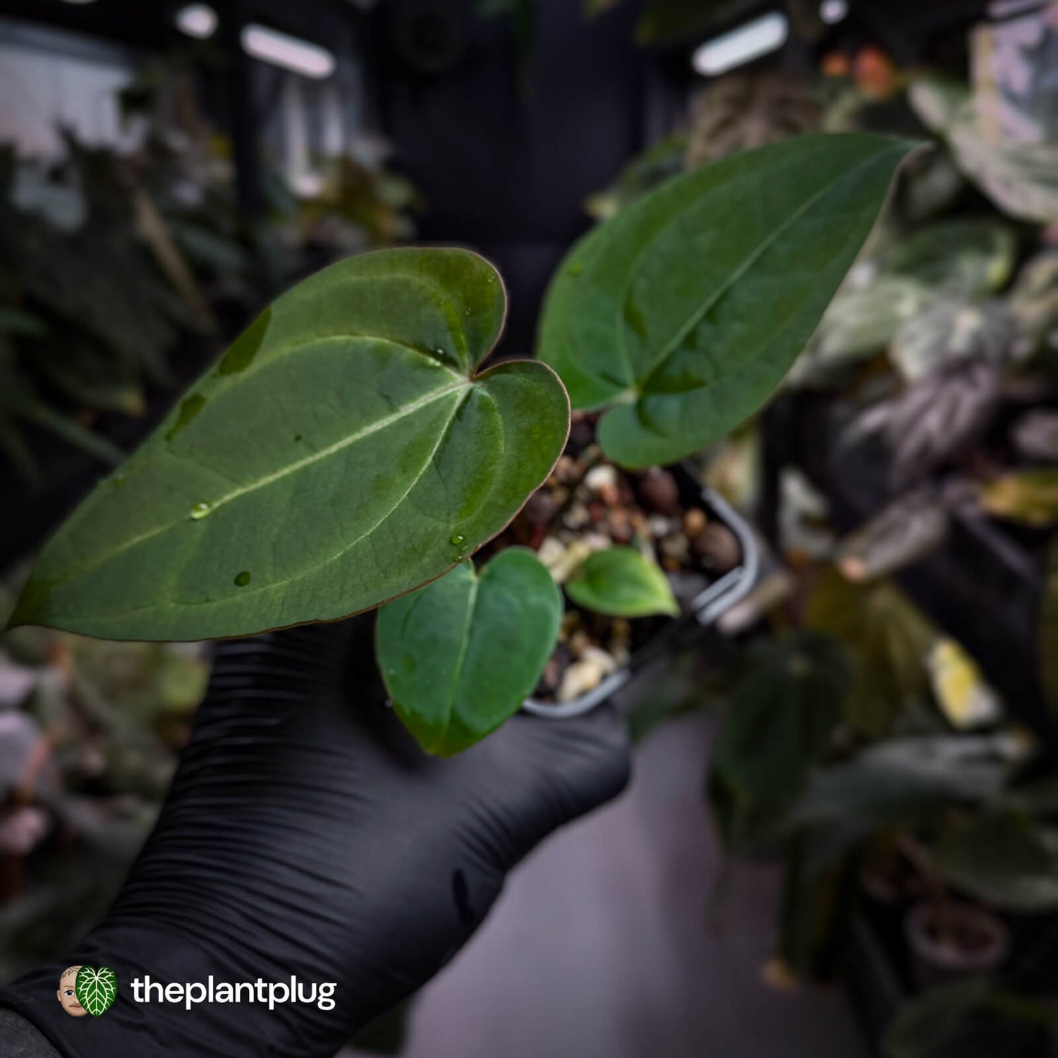 Anthurium 'BVIT' x ('Black Widow' x 'Michelle') 🔥