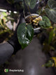 Anthurium (carlablackiae x dressleri) x carlablackiae