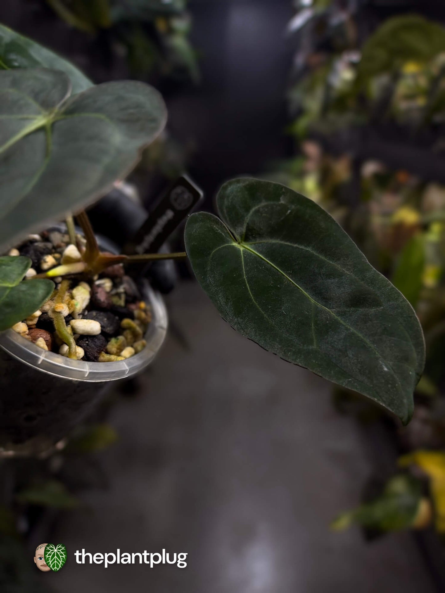 Anthurium (carlablackiae x dressleri) x carlablackiae