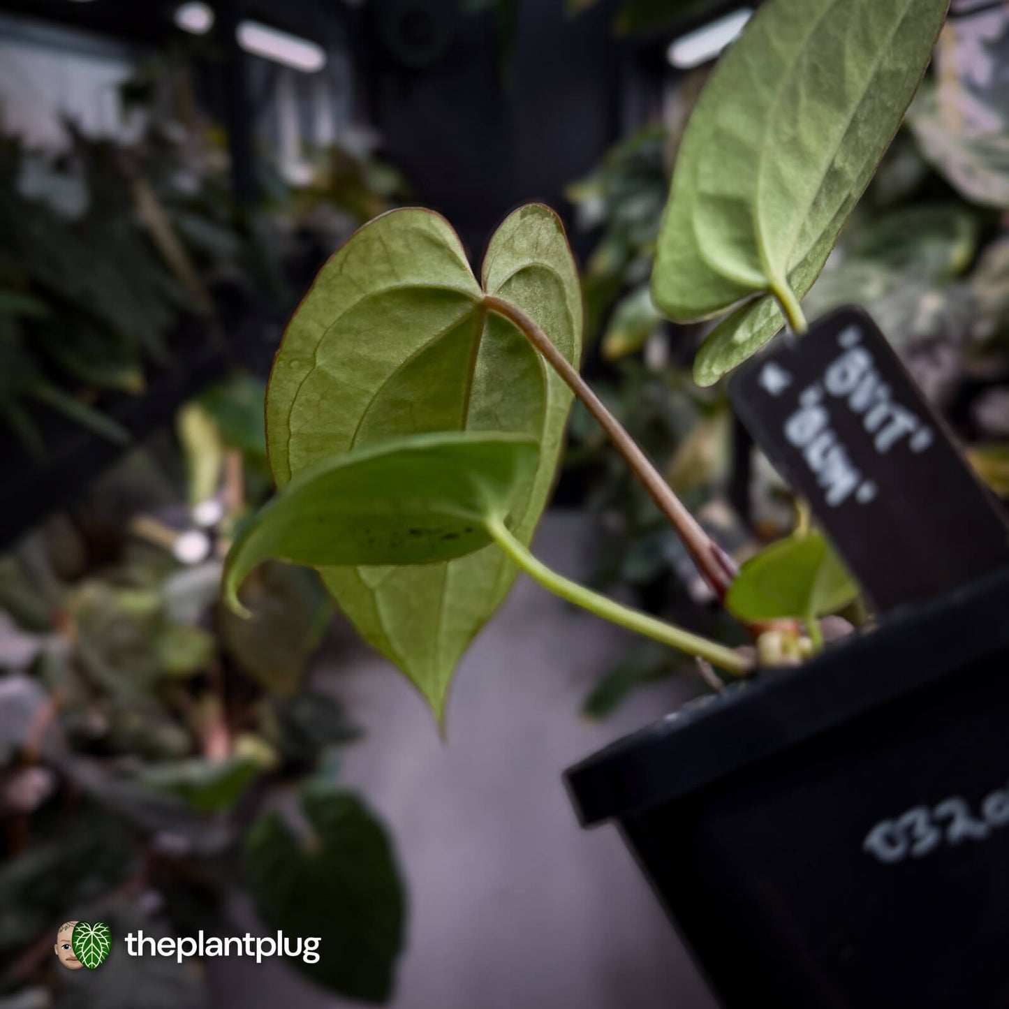 Anthurium 'BVIT' x ('Black Widow' x 'Michelle') 🔥