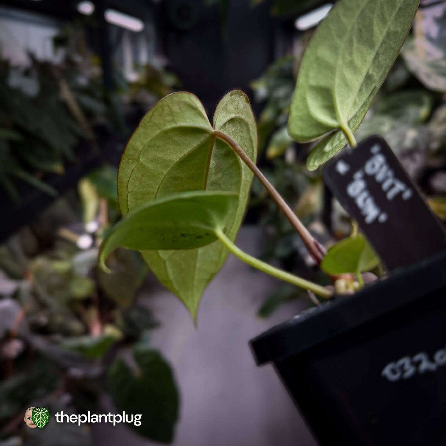 Anthurium 'BVIT' x ('Black Widow' x 'Michelle') 🔥