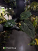 Anthurium (carlablackiae x dressleri) x carlablackiae