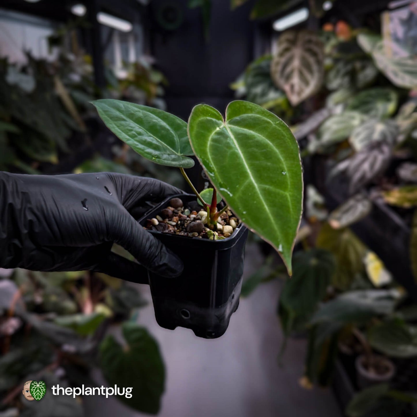 Anthurium 'BVIT' x ('Black Widow' x 'Michelle') 🔥