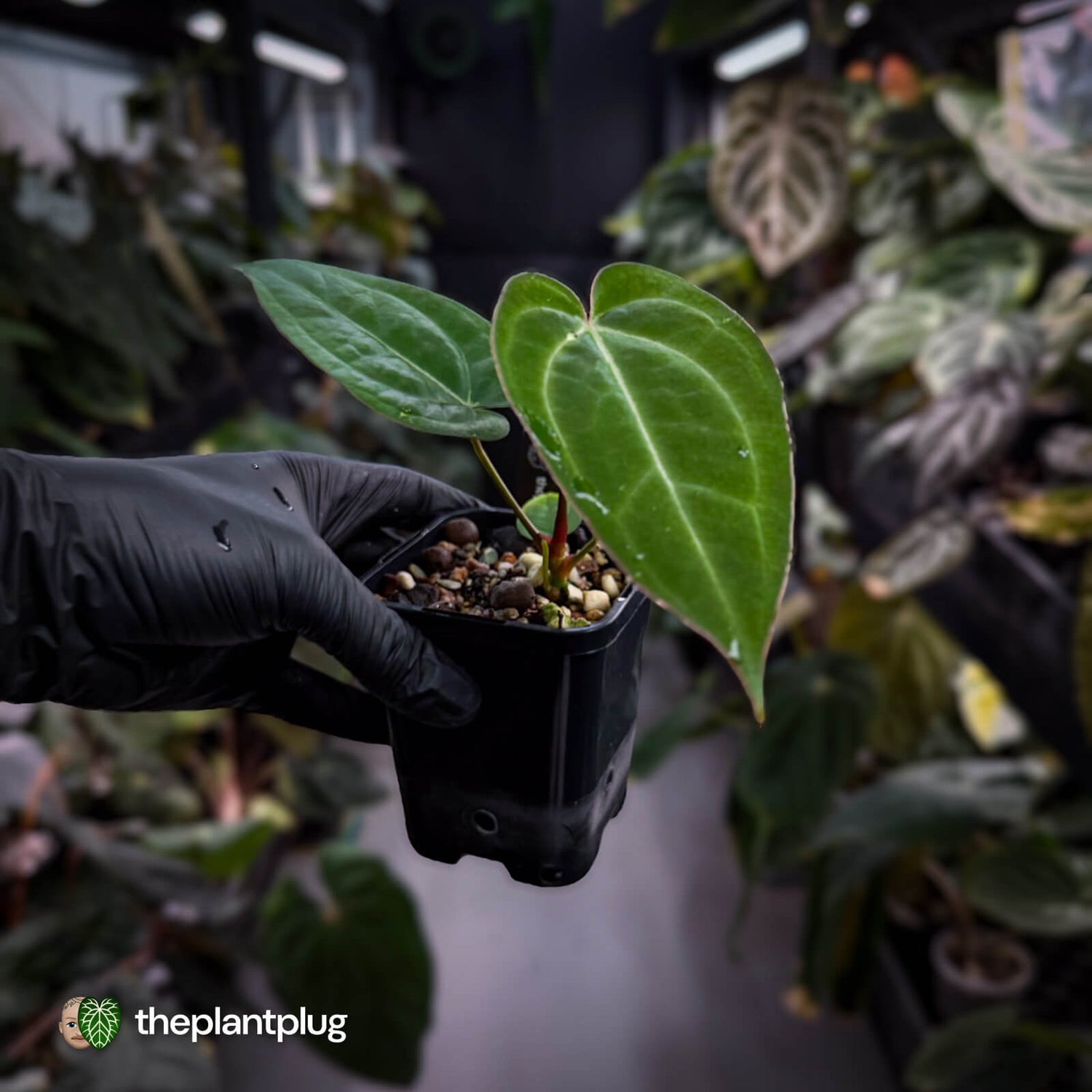 Anthurium 'BVIT' x ('Black Widow' x 'Michelle') 🔥