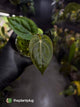 Anthurium (carlablackiae x dressleri) x carlablackiae