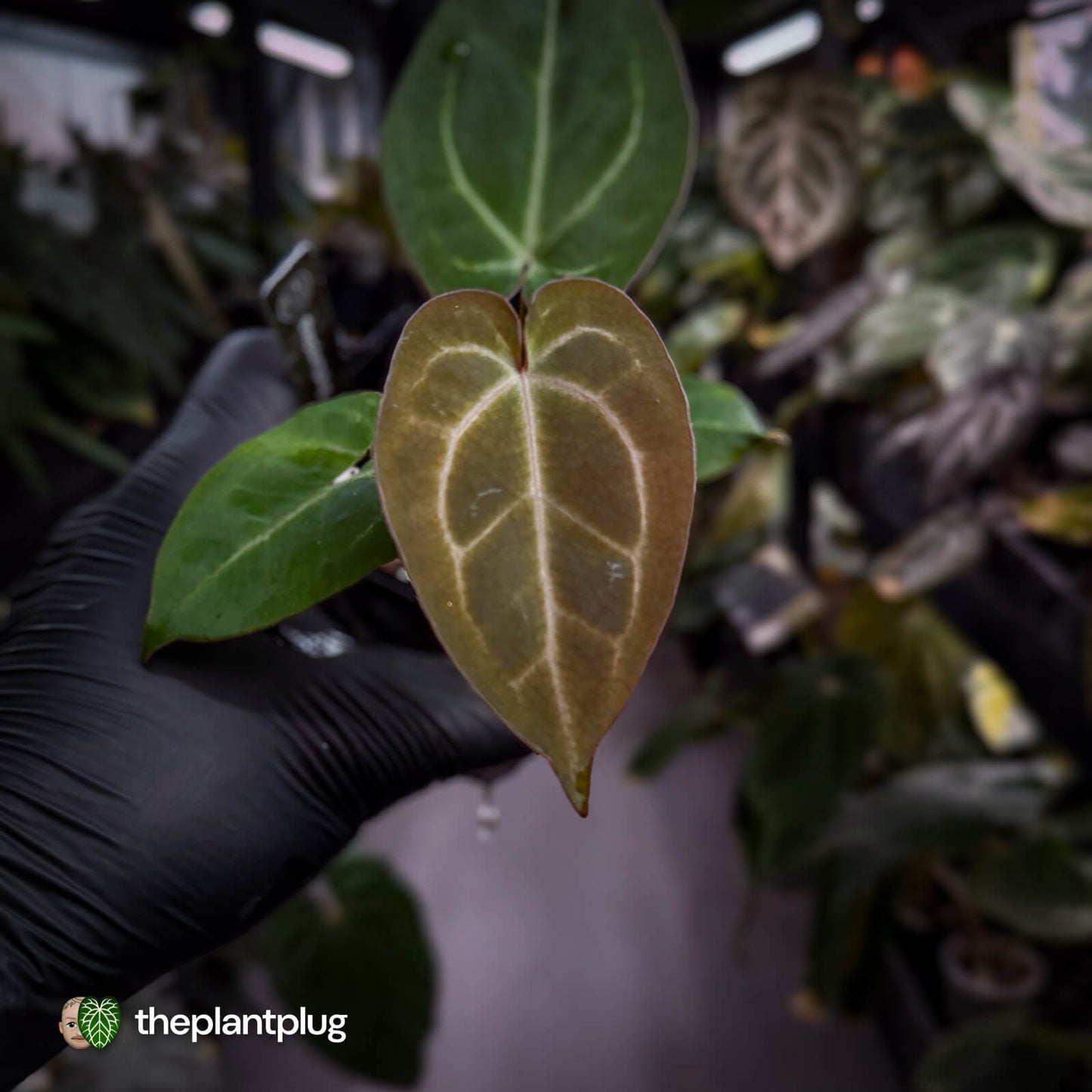 Anthurium 'Michelle' x 'Black Widow' 🌟