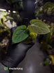 Anthurium (carlablackiae x dressleri) x carlablackiae