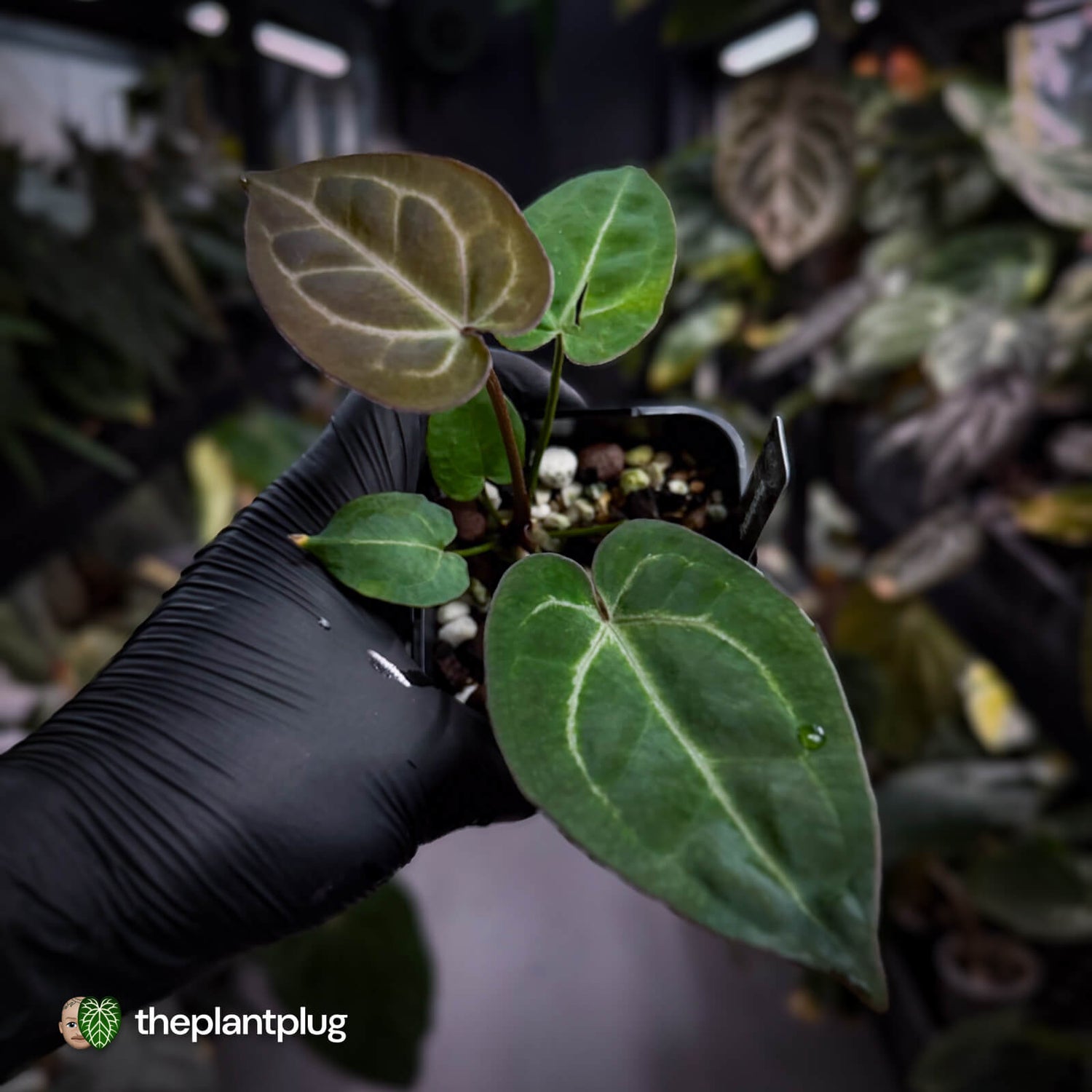 Anthurium 'Michelle' x 'Black Widow' 🌟