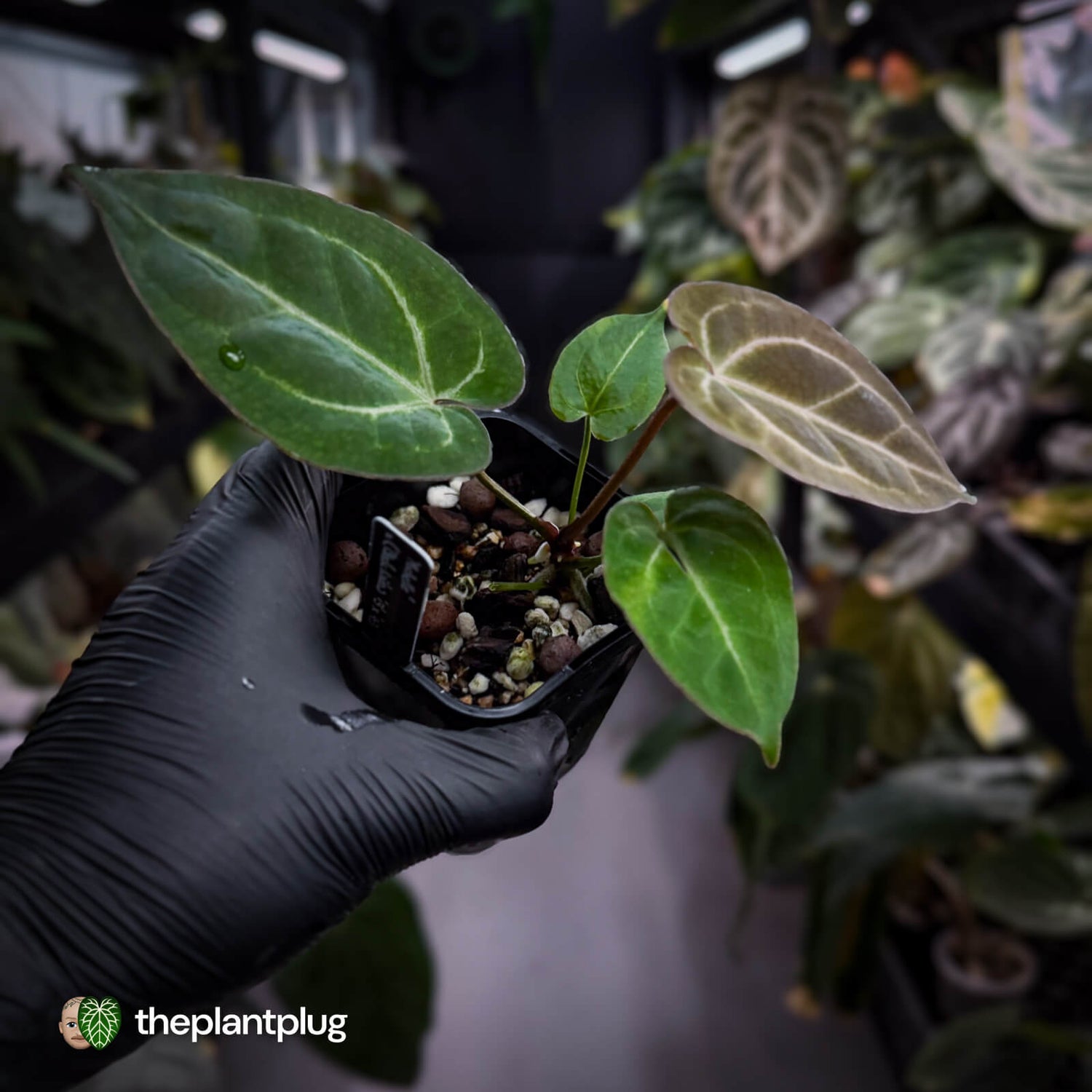 Anthurium 'Michelle' x 'Black Widow' 🌟