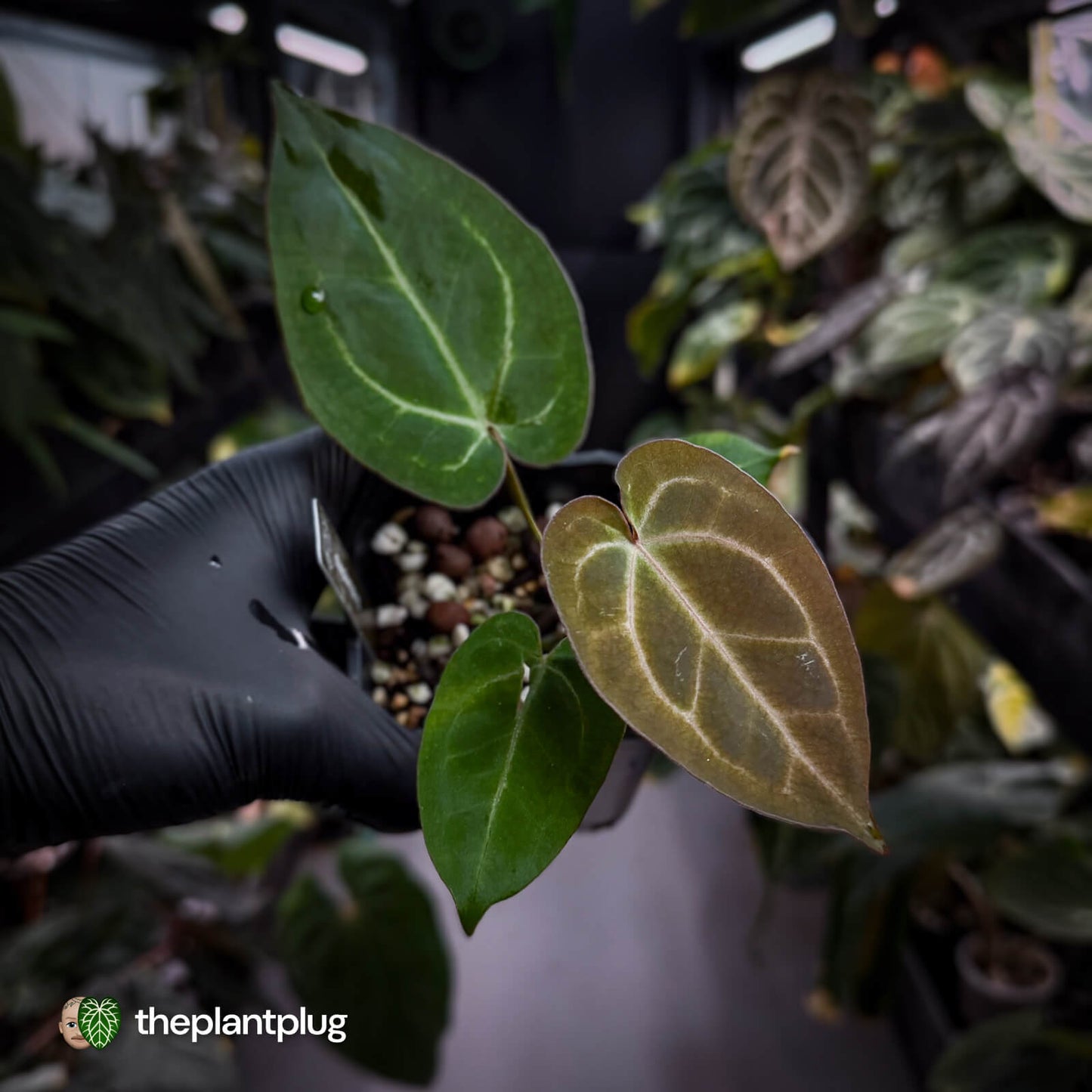 Anthurium 'Michelle' x 'Black Widow' 🌟