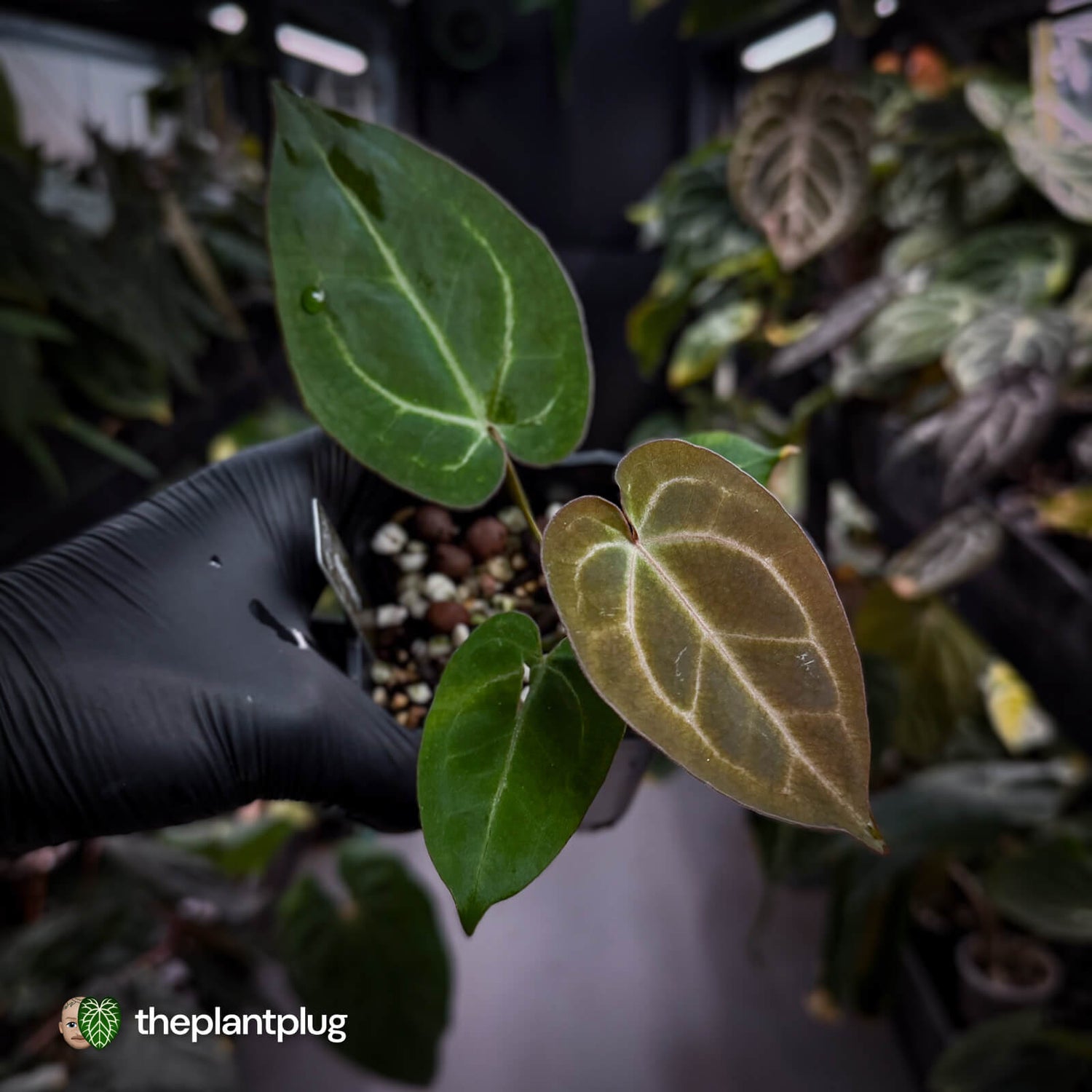 Anthurium 'Michelle' x 'Black Widow' 🌟