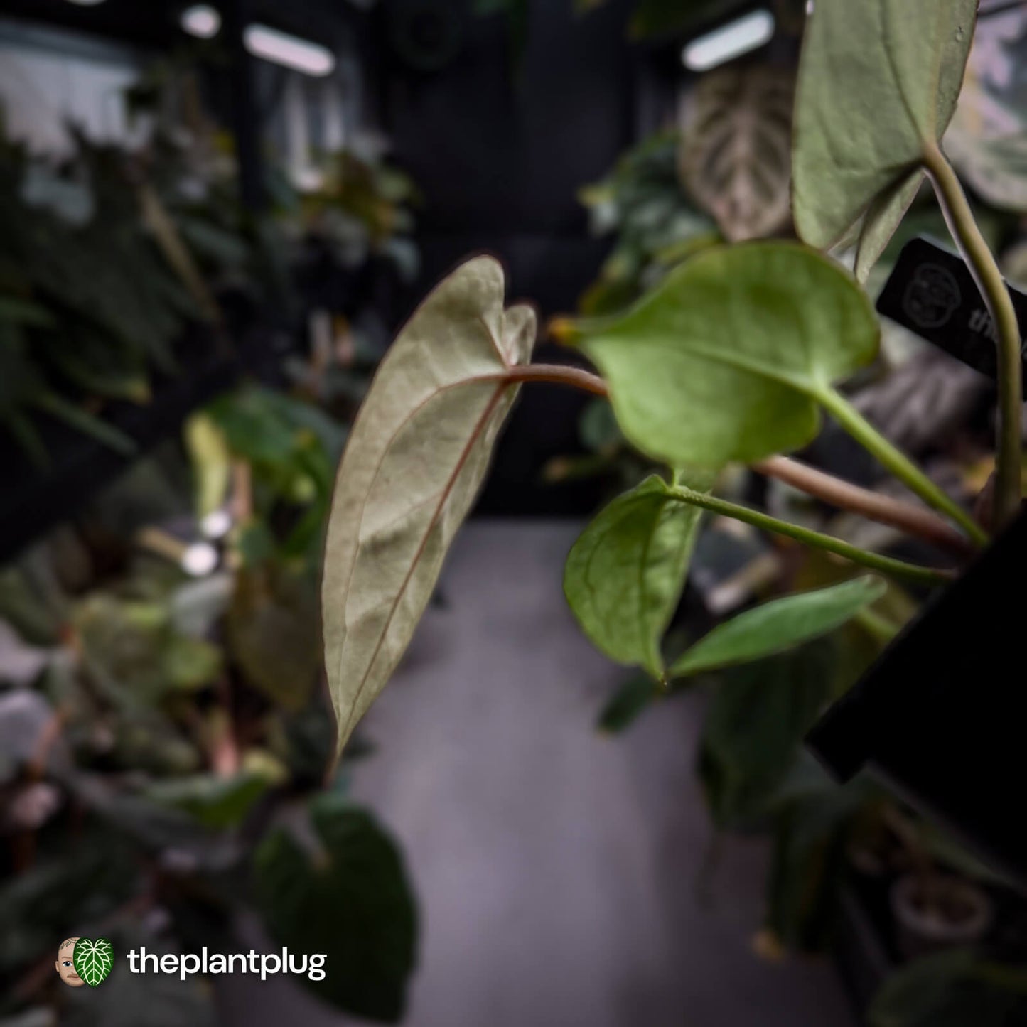 Anthurium 'Michelle' x 'Black Widow' 🌟