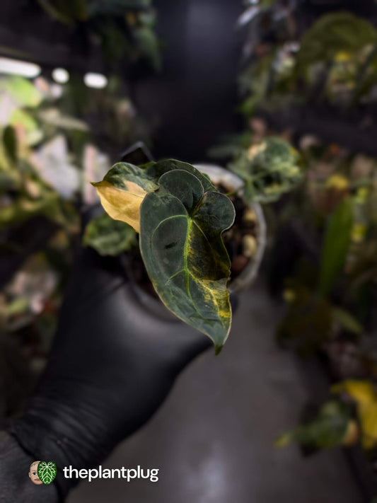 Anthurium forgetii hybrid variegated x besseae aff 'Elektra' • variegated 🌟