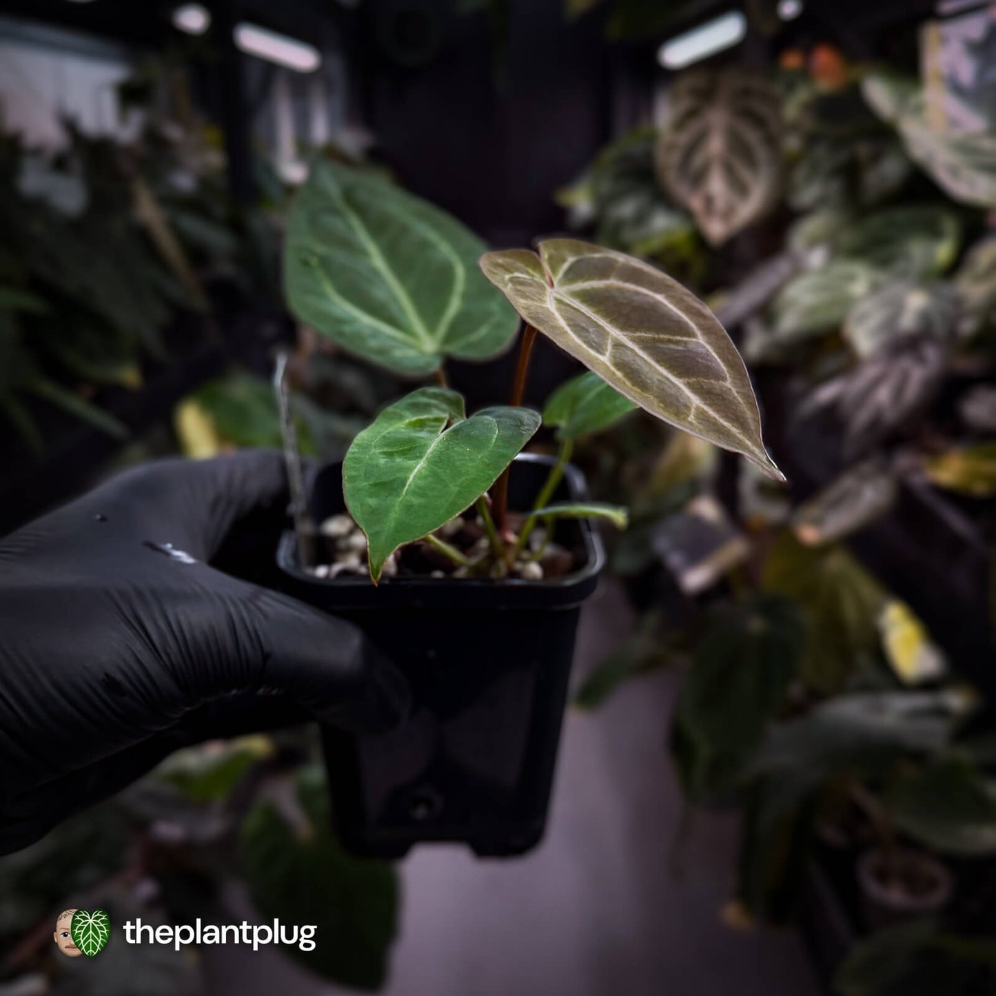 Anthurium 'Michelle' x 'Black Widow' 🌟