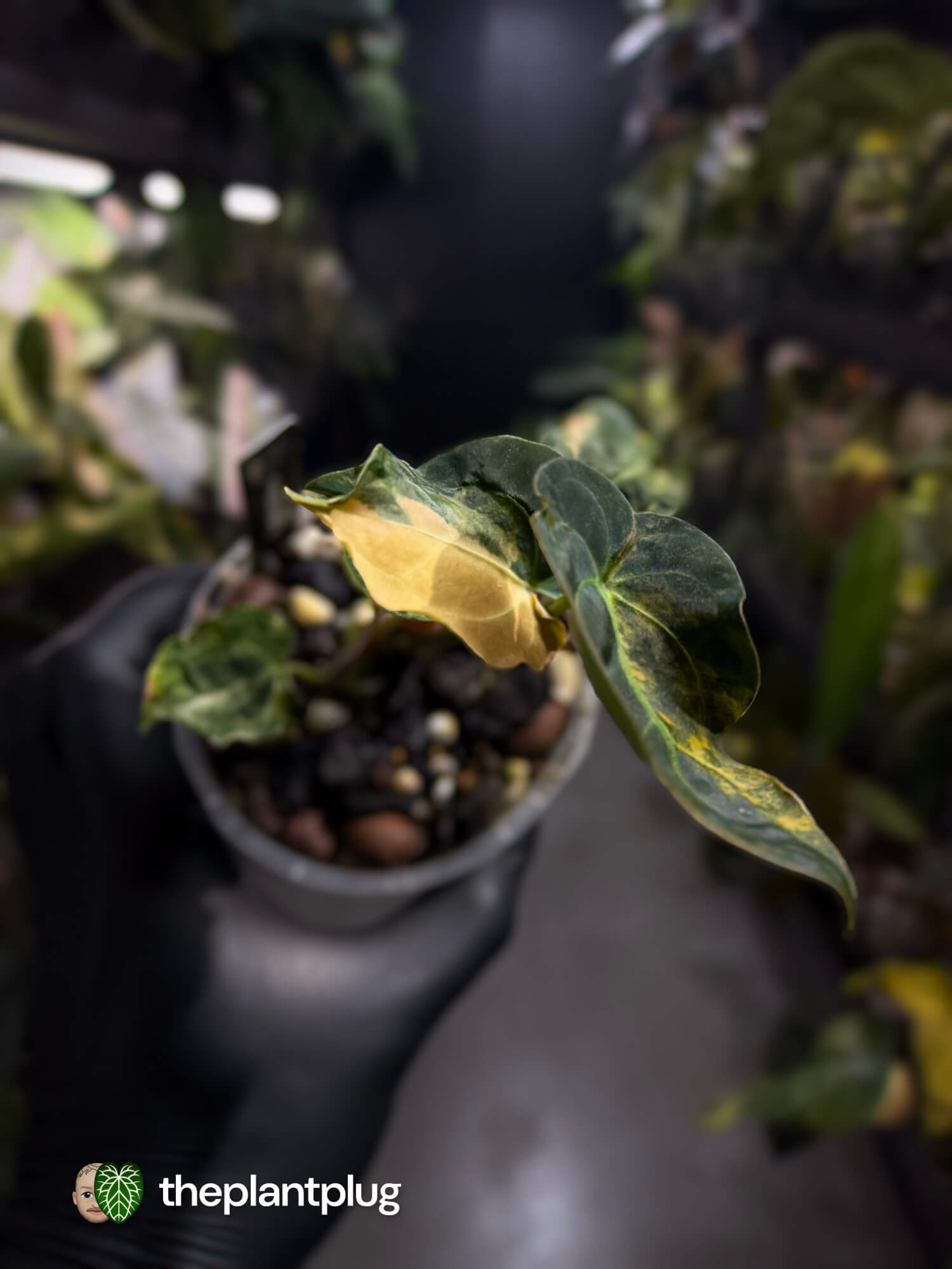 Anthurium forgetii hybrid variegated x besseae aff 'Elektra' • variegated 🌟