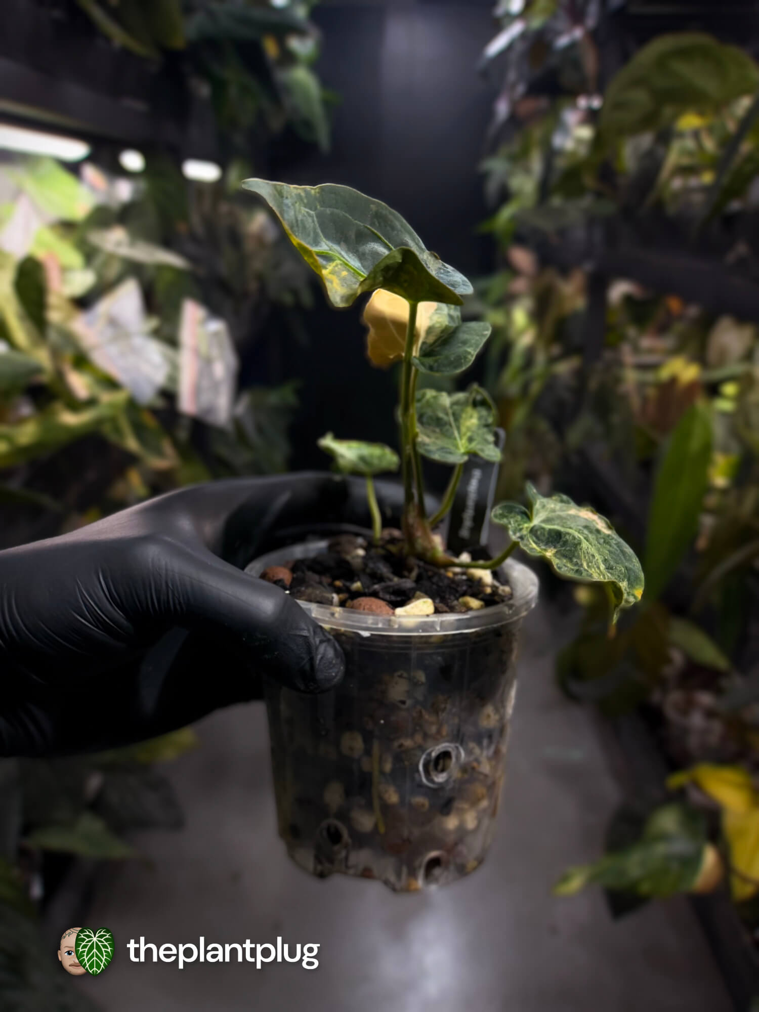 Anthurium forgetii hybrid variegated x besseae aff 'Elektra' • variegated 🌟