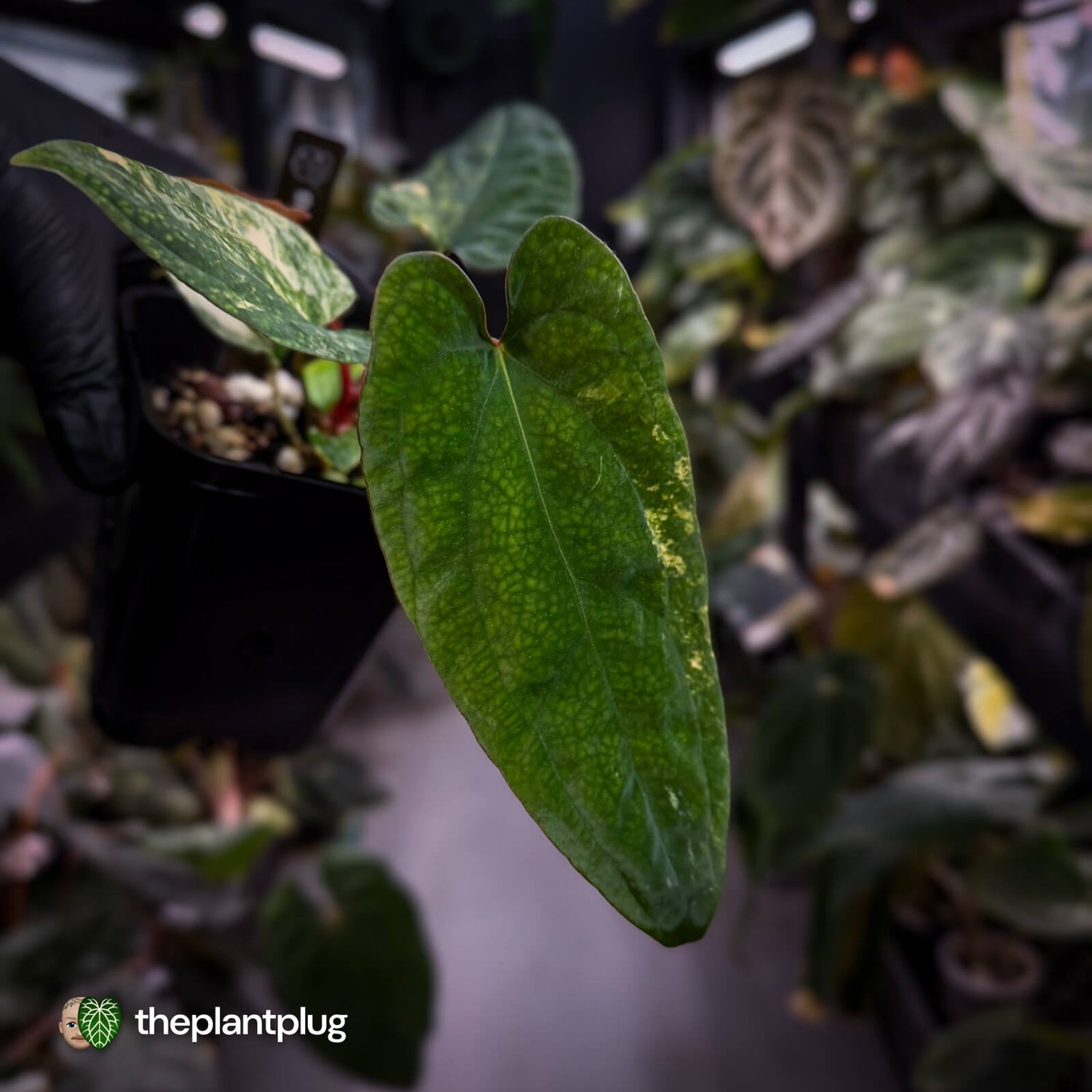 Anthurium 'Wolverine' x #Calculus • variegated ✨
