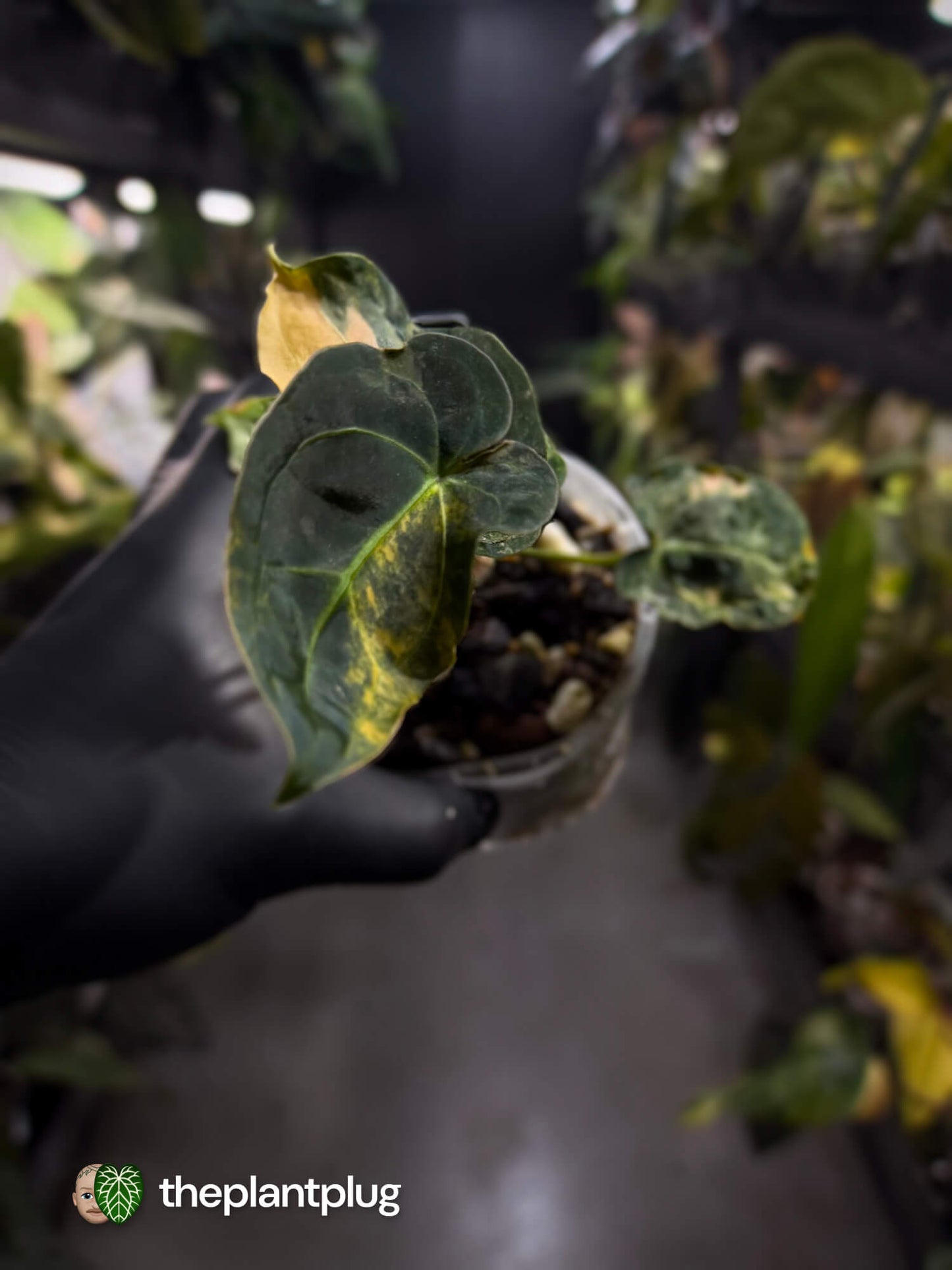 Anthurium forgetii hybrid variegated x besseae aff 'Elektra' • variegated 🌟