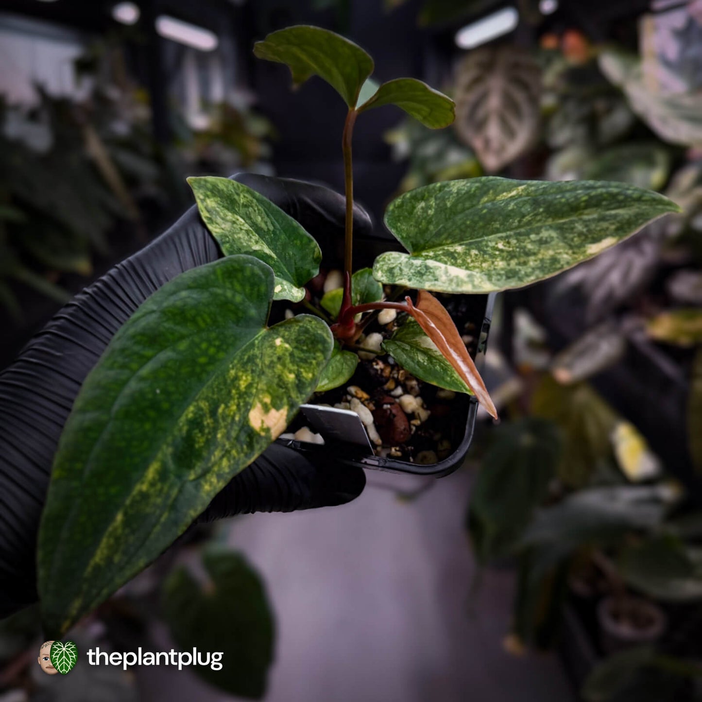 Anthurium 'Wolverine' x #Calculus • variegated ✨