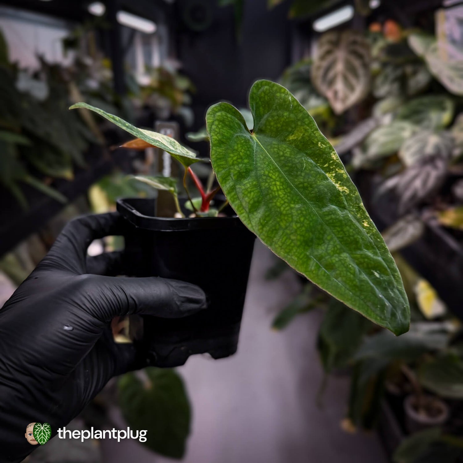 Anthurium 'Wolverine' x #Calculus • variegated ✨