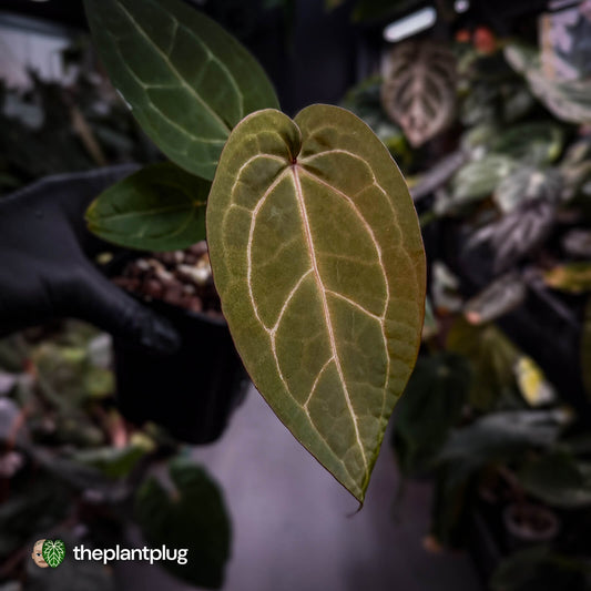 Anthurium 'Jayda' x 'Red Crystal'