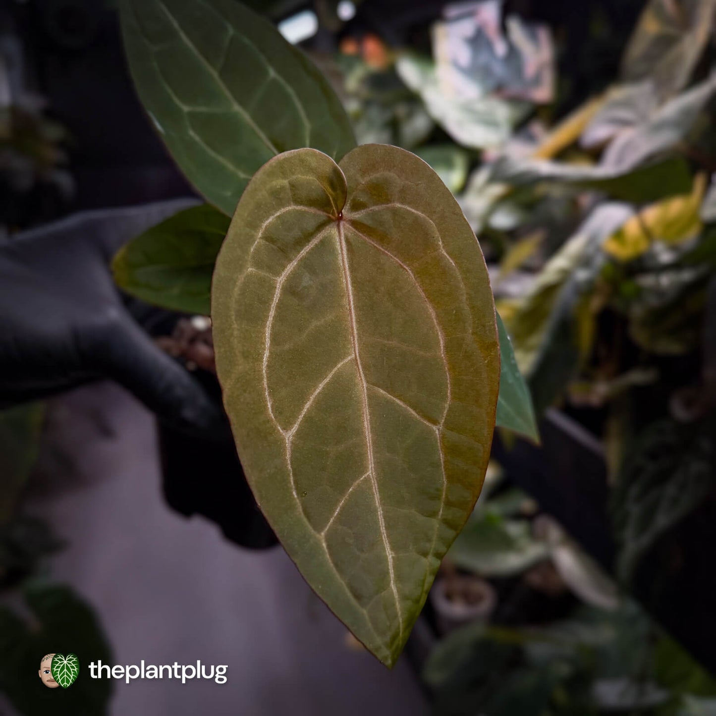 Anthurium 'Jayda' x 'Red Crystal'