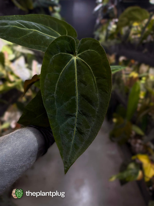 Anthurium #Hecate • ('Blackx' x 'Hoffx') x dressleri (ex. LAS)