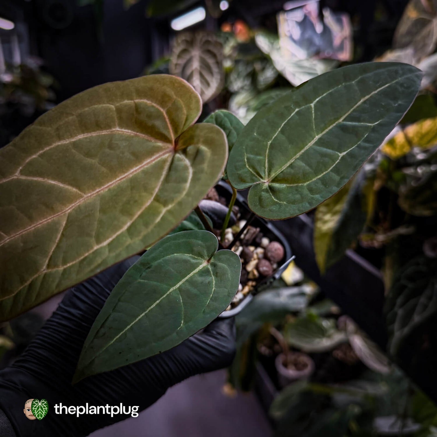 Anthurium 'Jayda' x 'Red Crystal'