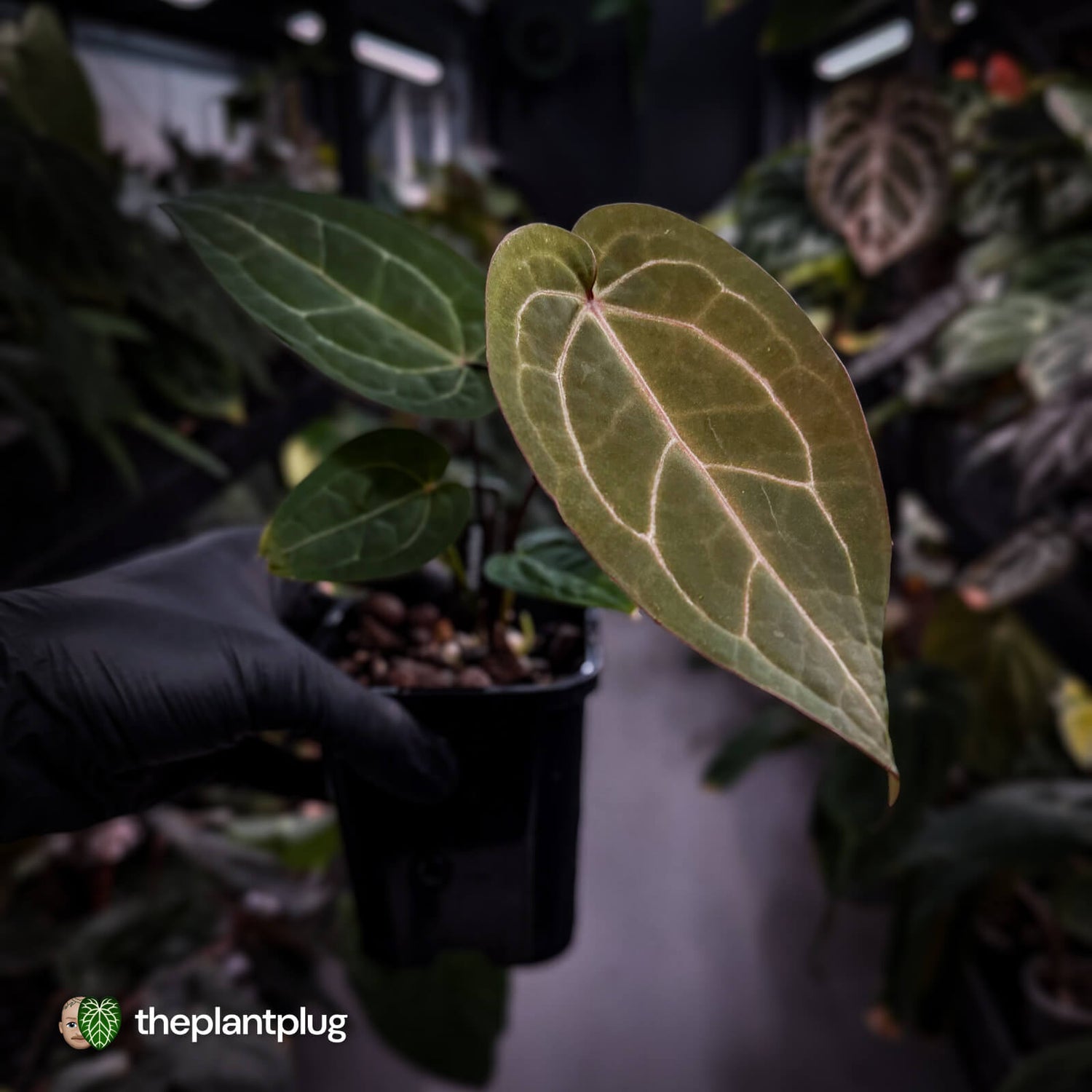 Anthurium 'Jayda' x 'Red Crystal'
