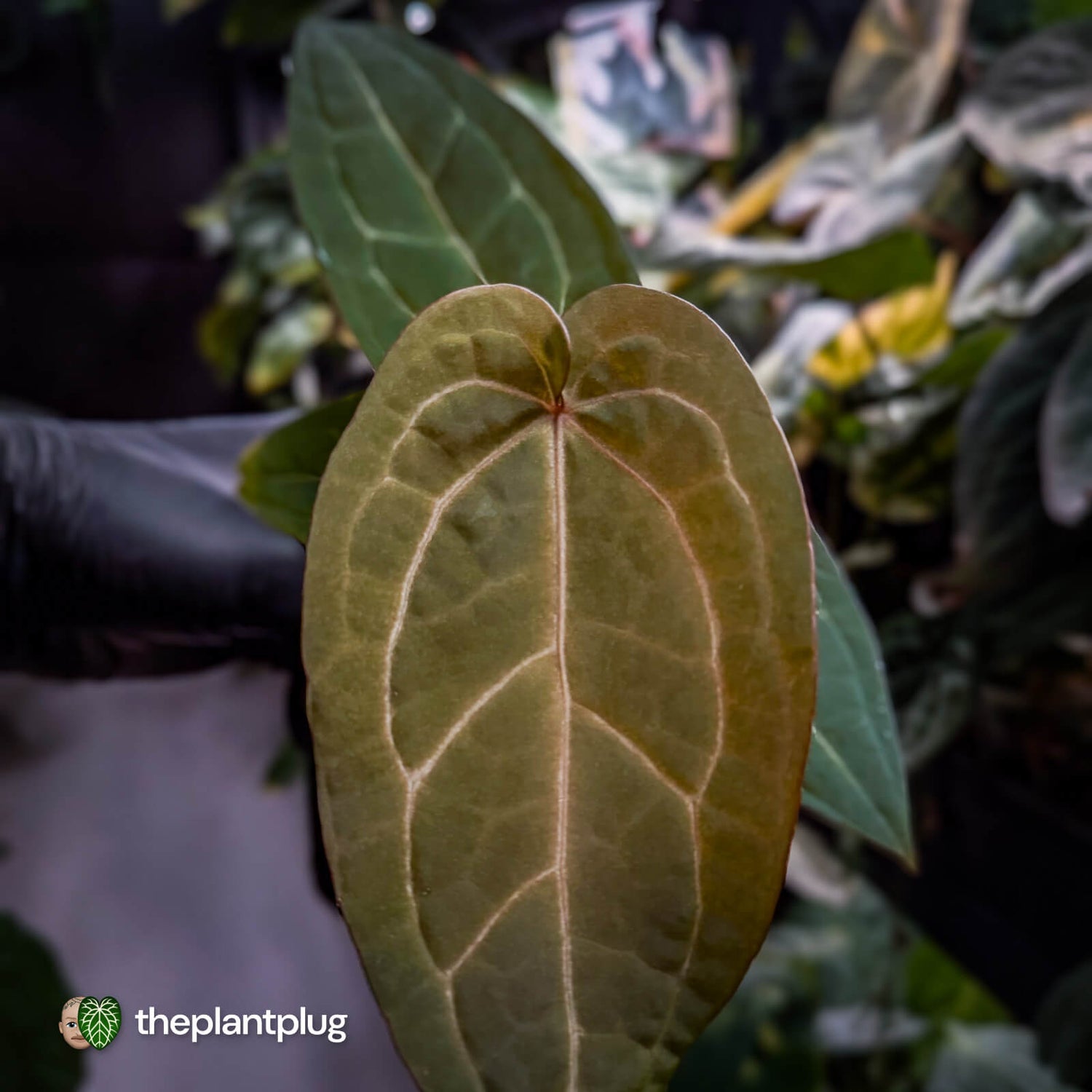 Anthurium 'Jayda' x 'Red Crystal'