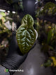 Anthurium ((pap x dress) x 'Waddle Noid') x luxurians