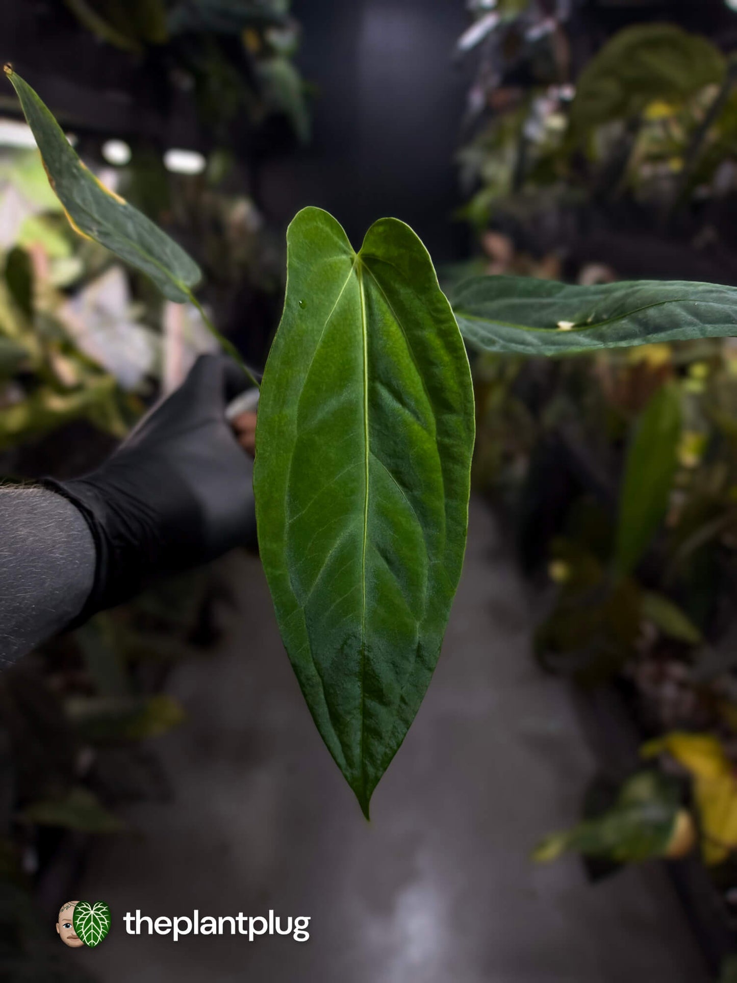 Anthurium #JessikaRabbit x (panamense x warocqueanum)