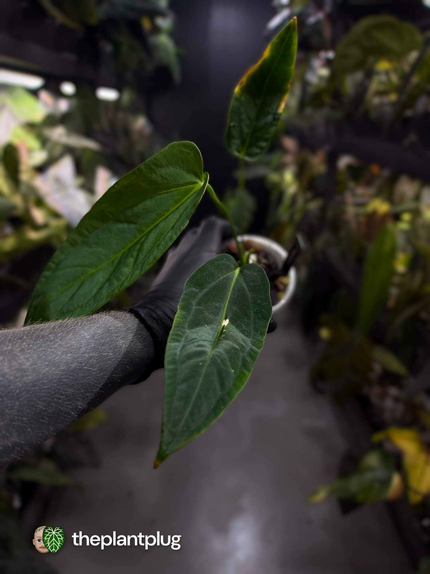Anthurium #JessikaRabbit x (panamense x warocqueanum)